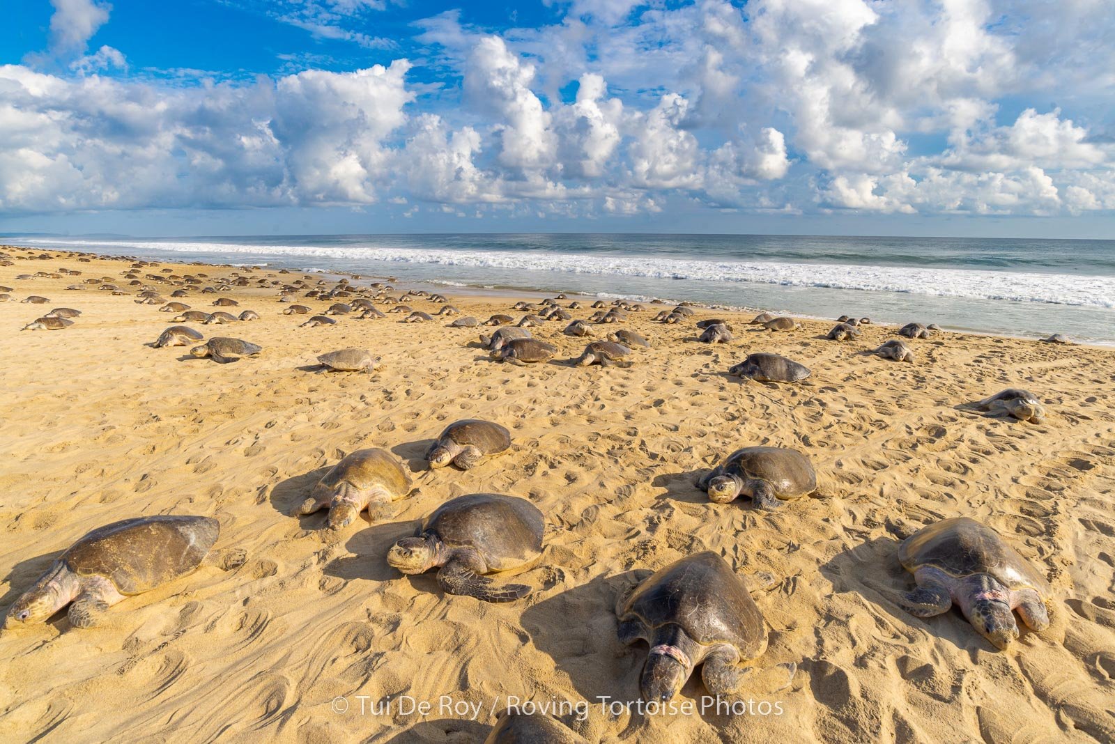 Arribada of olive ridley turtles at Escobilla Beach 