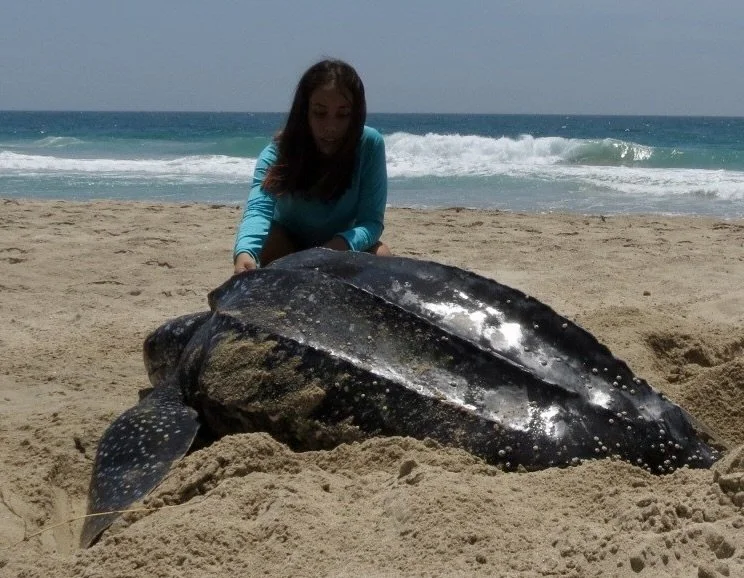 Sea Turtle Community Leaders — SEE Turtles