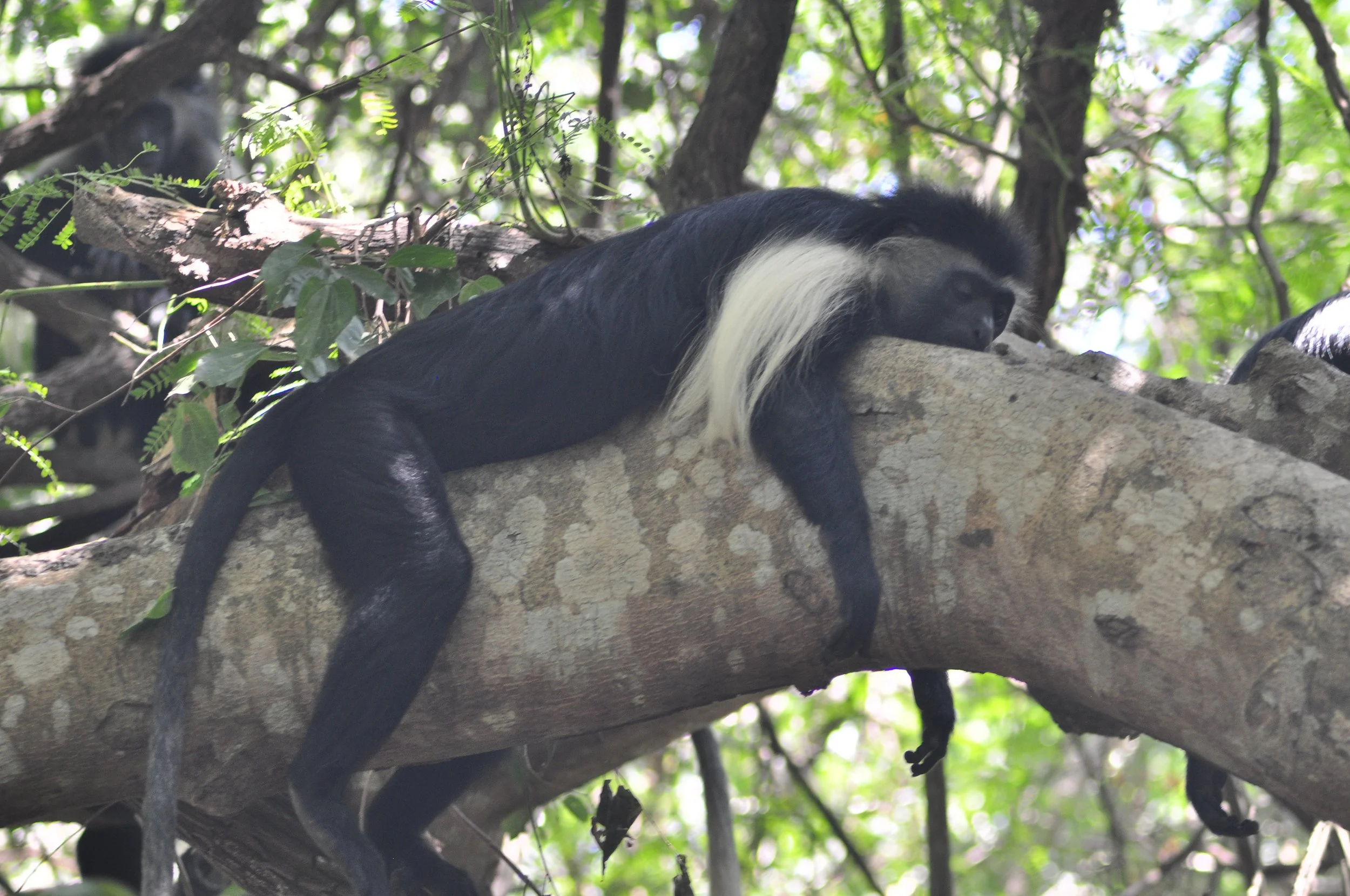  Colubus Monkey in Diani Beach 