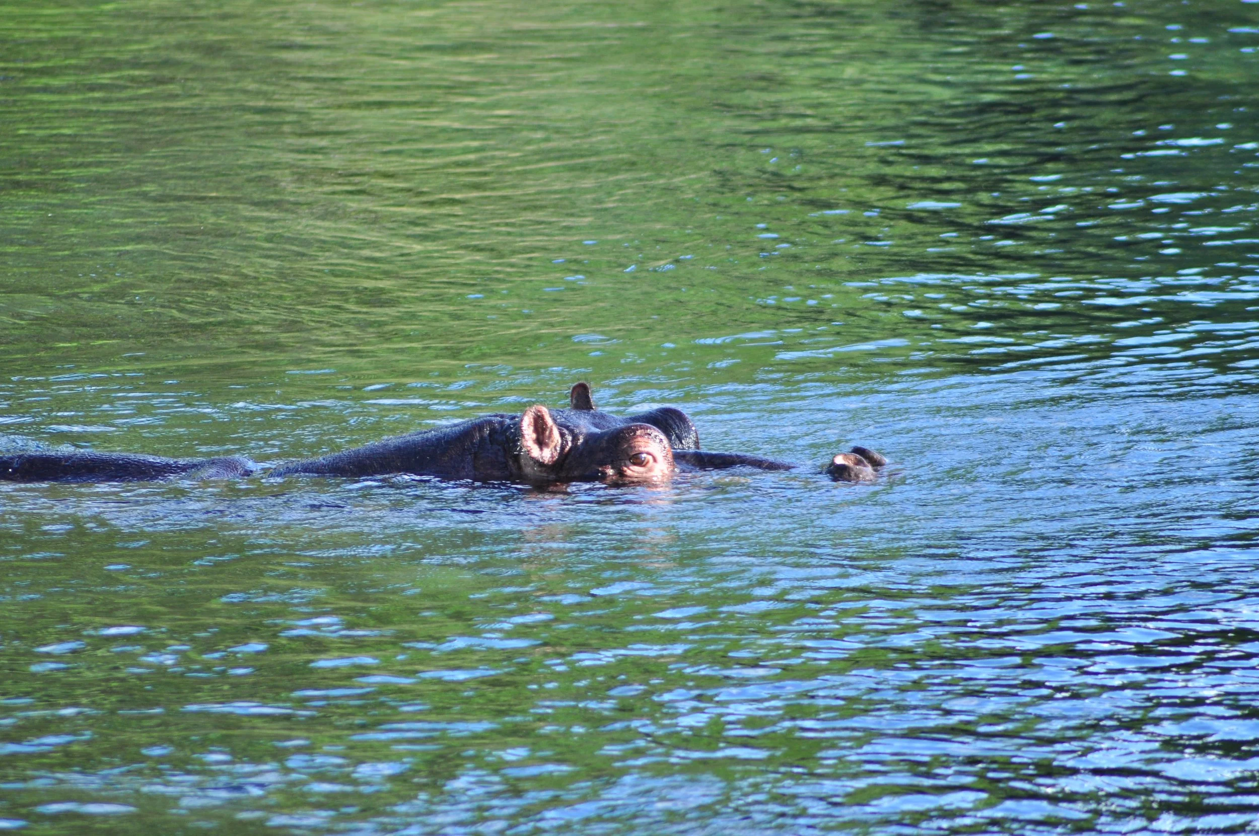  Hippo at Mzima Springs, Tsavo West National Park 