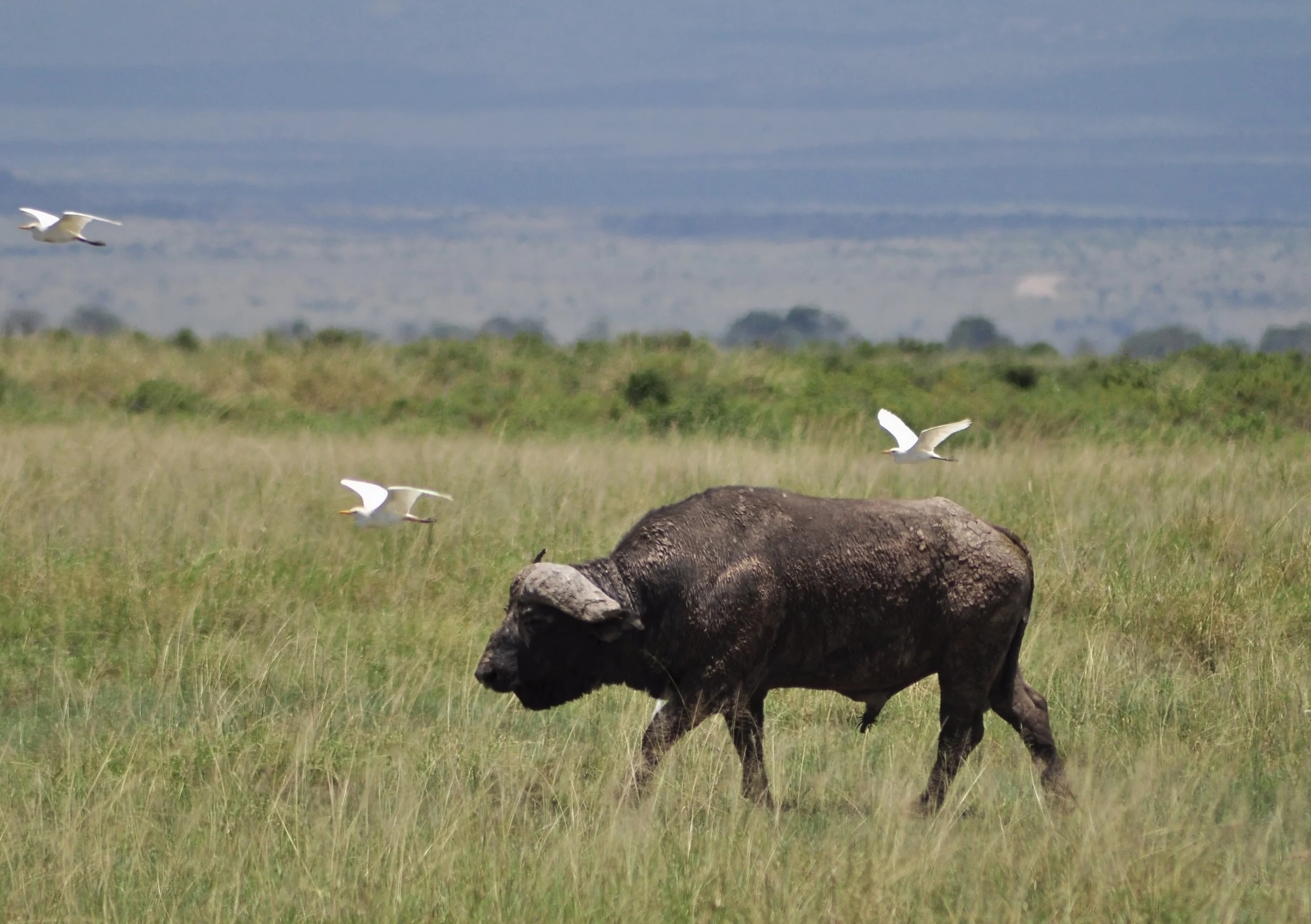  Cape Buffalo, Amboseli National Park 