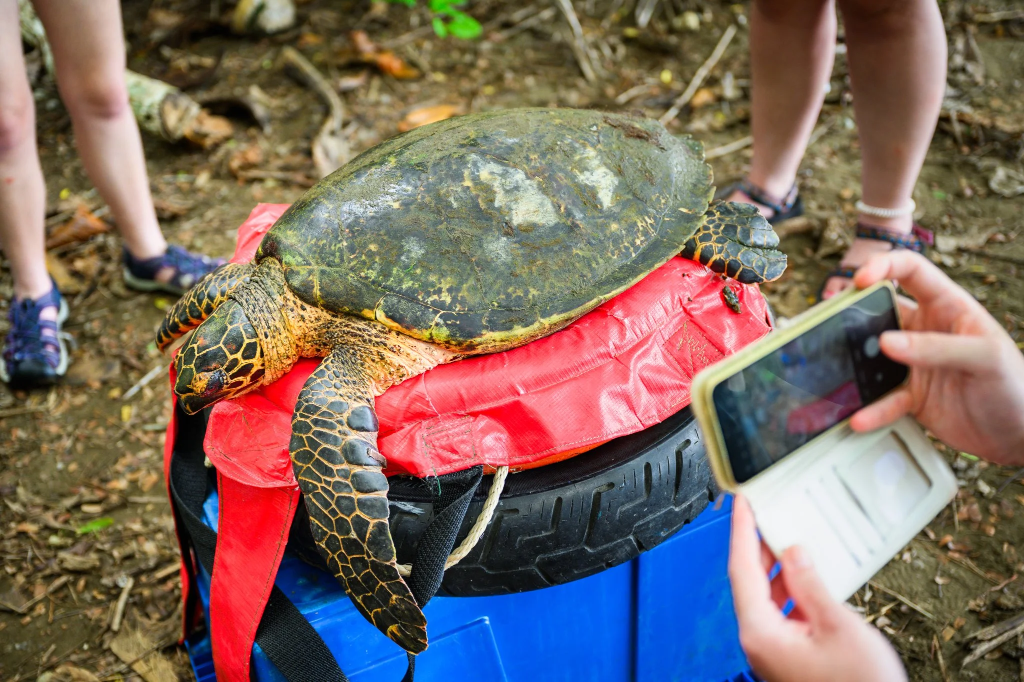 SEETurtles_Costa.Rica.Osa-Peninsula.135.jpg