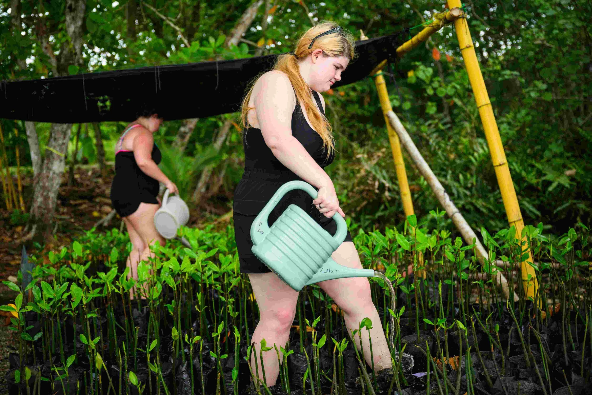 Mangrove greenhouse work