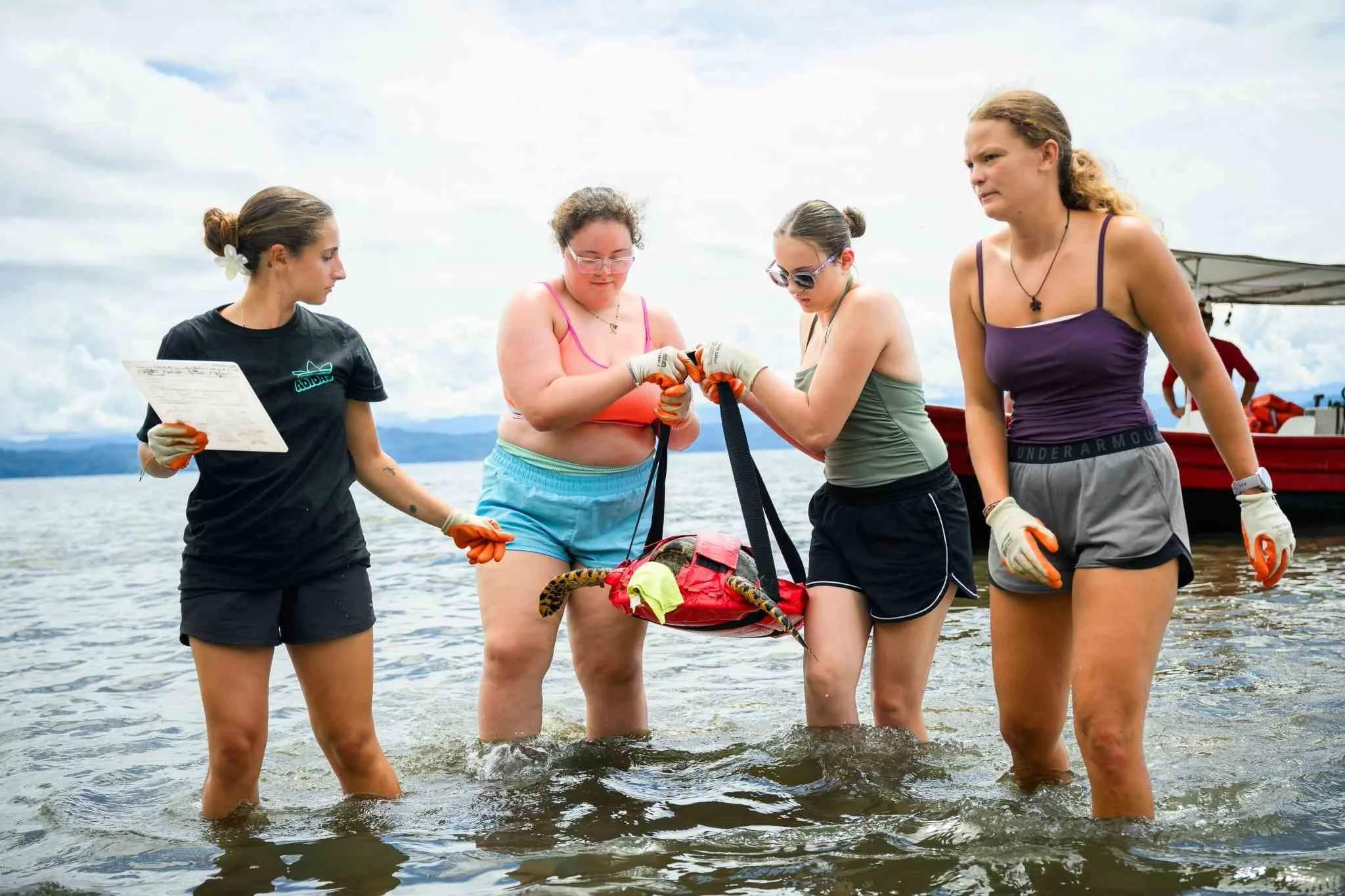 Bringing in the turtle for research
