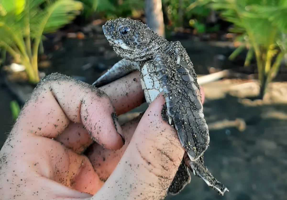 Hatchling at the Carate turtle nesting beach