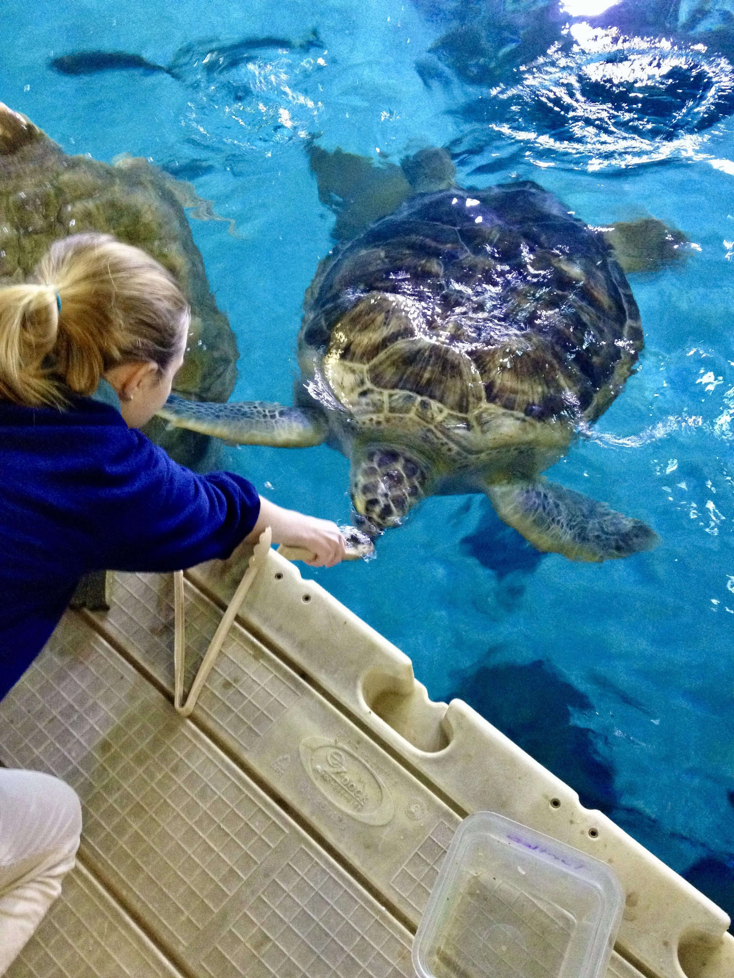 Turtle Blog — SEE Turtles