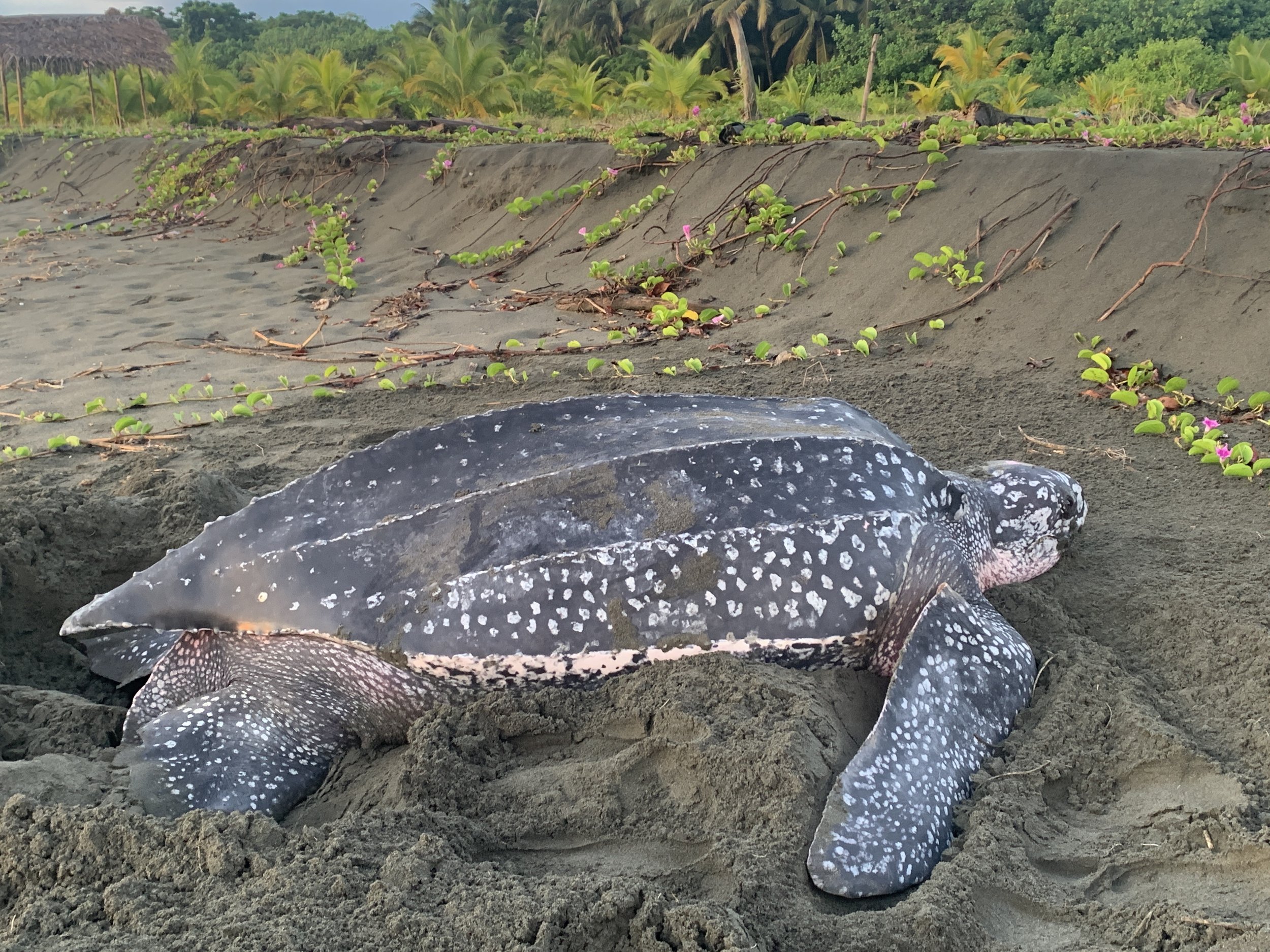 Turtle Blog — SEE Turtles