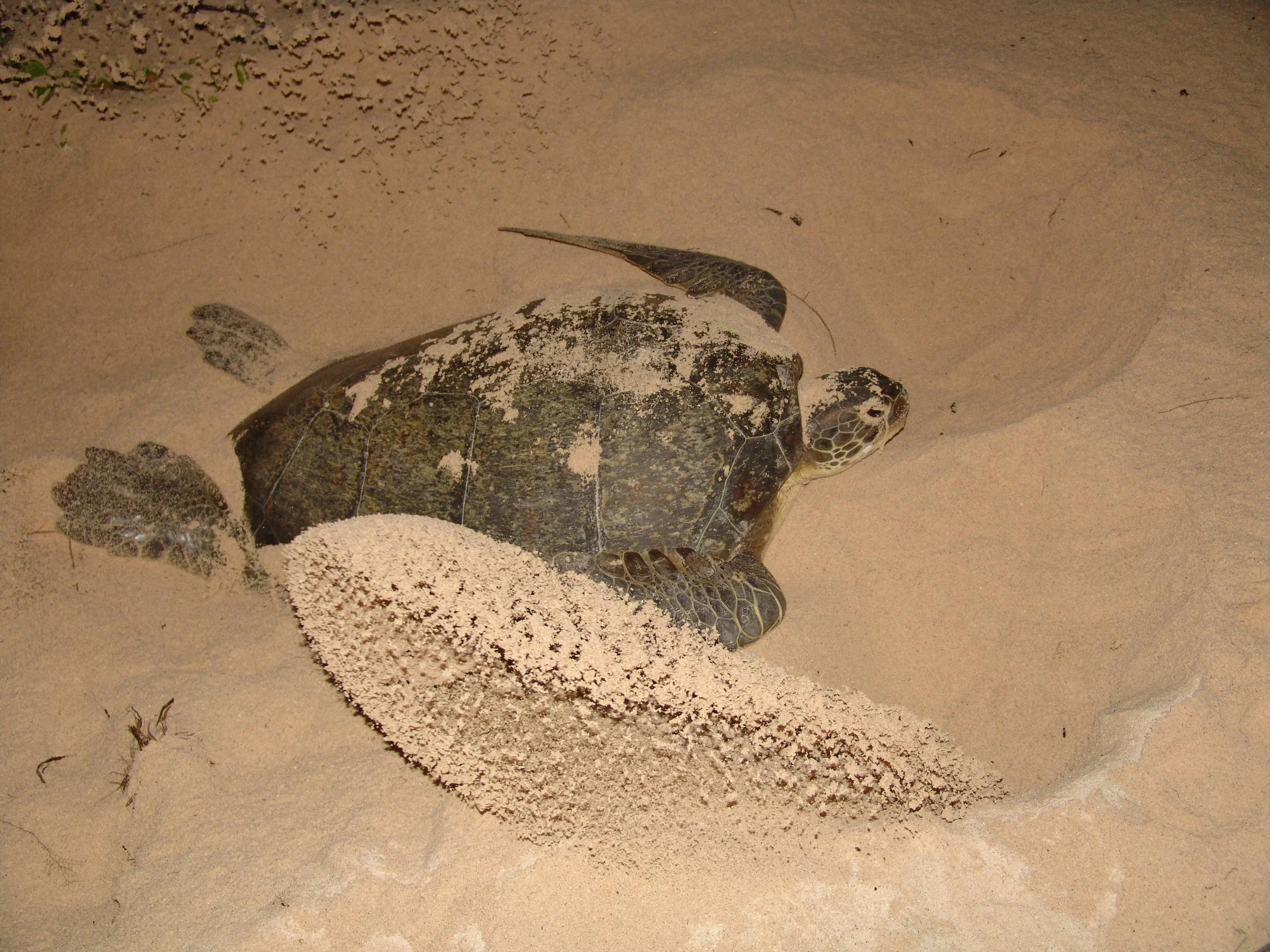 Conservation Impact — SEE Turtles