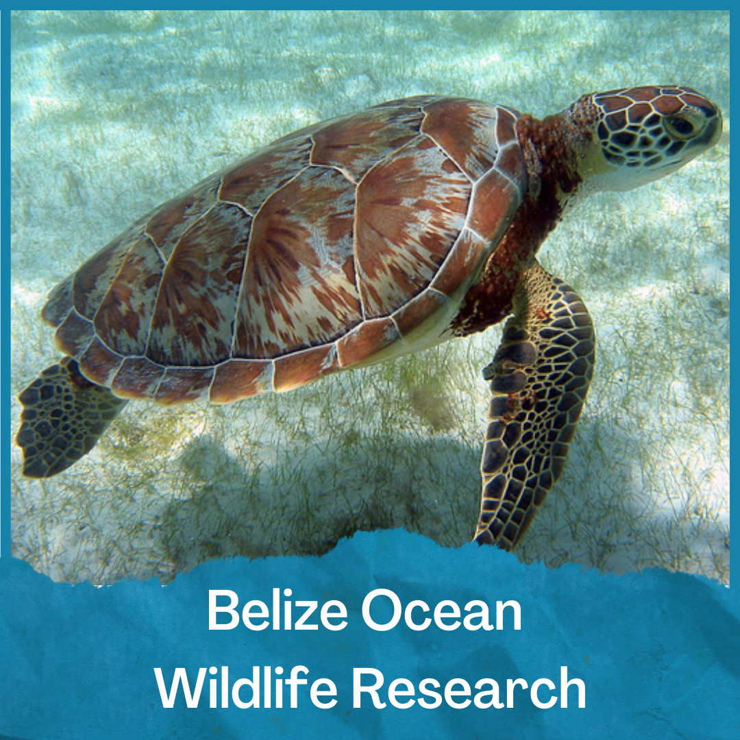 Panama Leatherbacks & Hawksbills — SEE Turtles — SEE Turtles