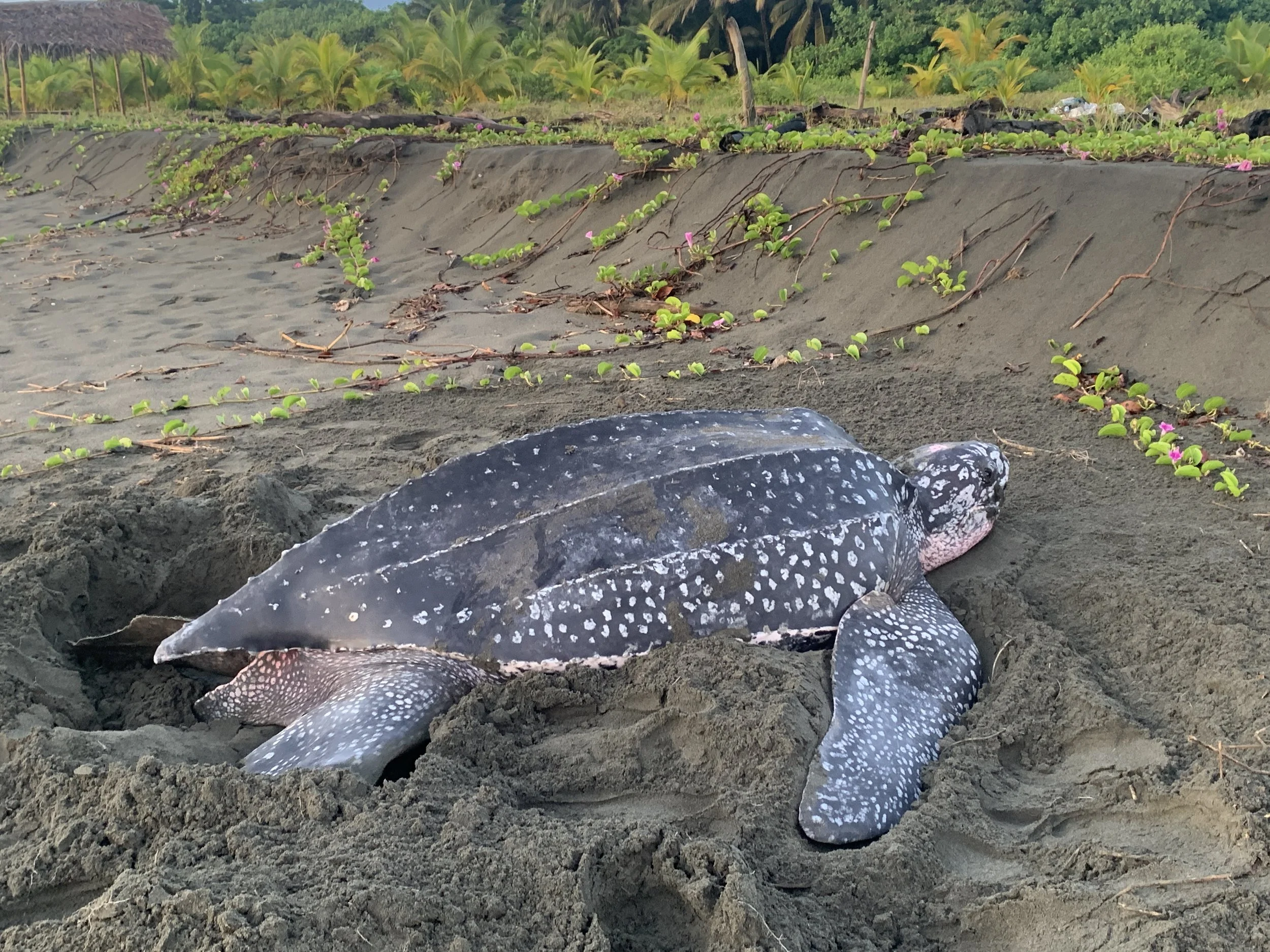 Sea Turtle Tours — SEE Turtles