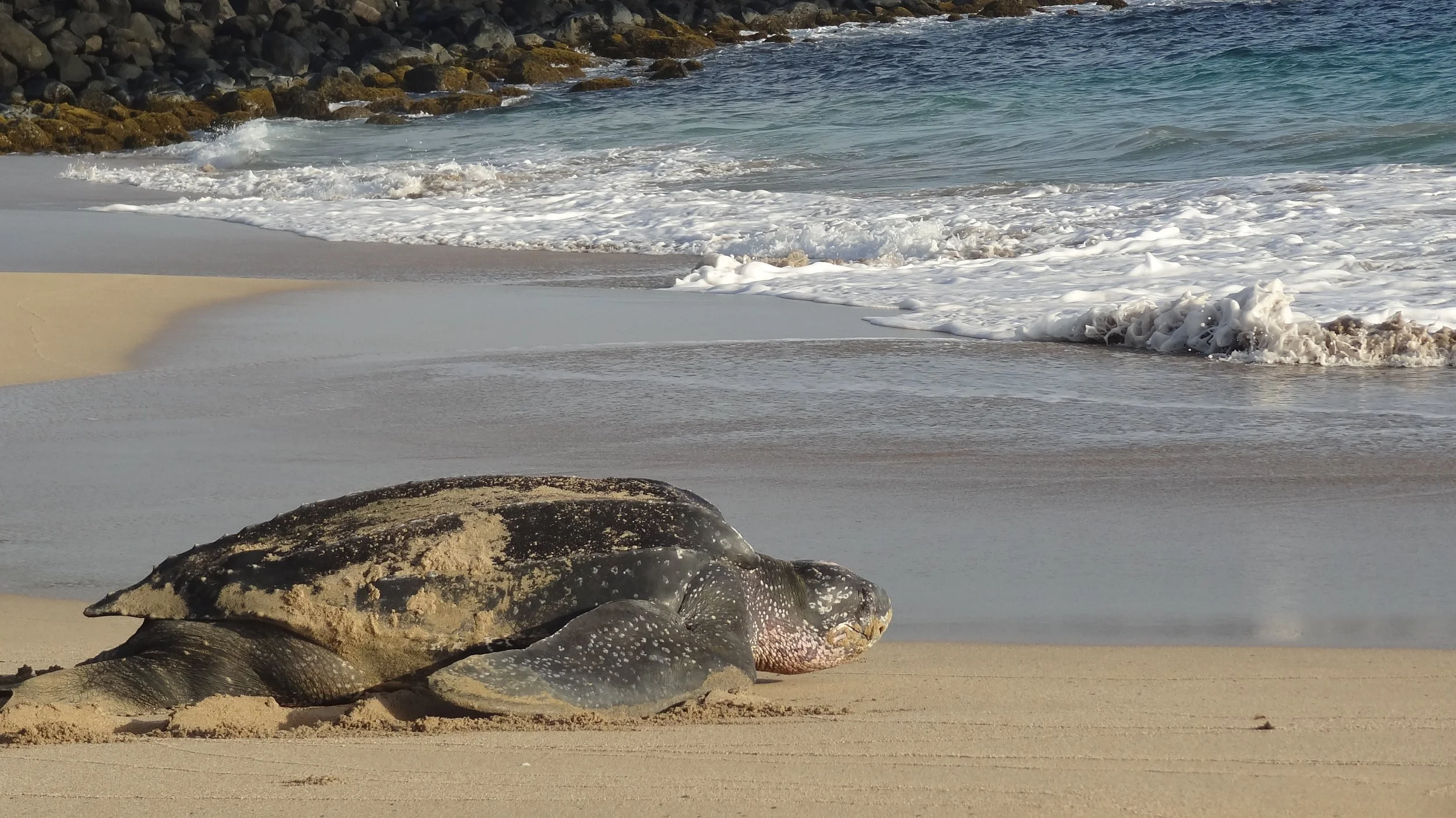 Turtle Blog — SEE Turtles