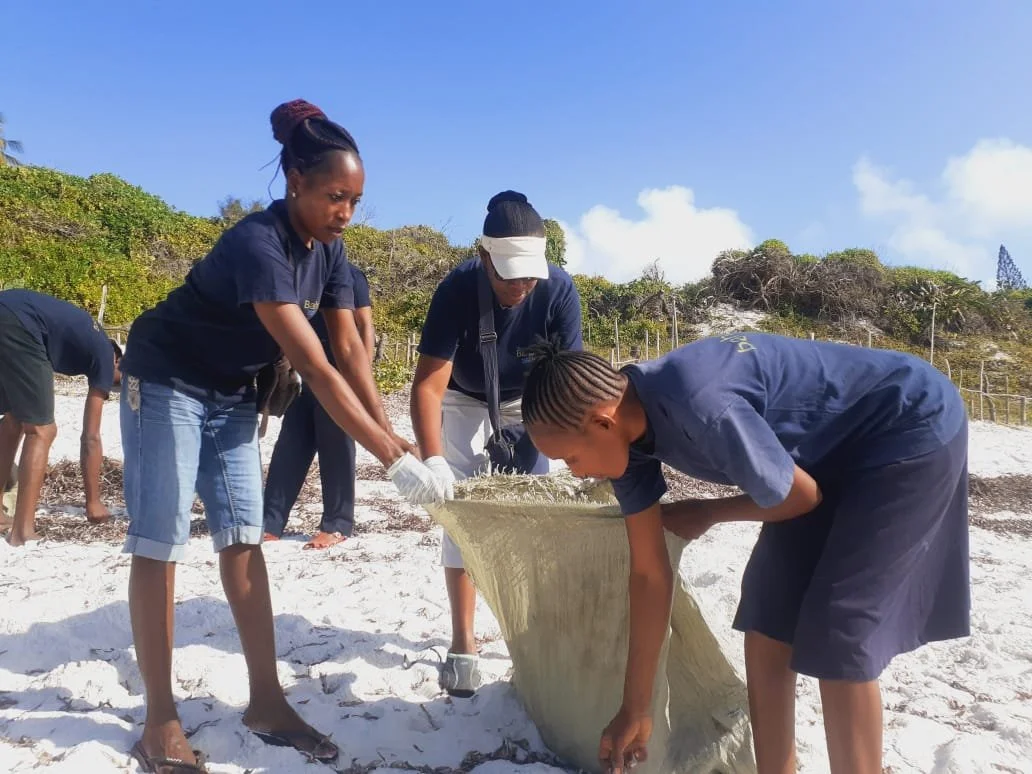 dots-eco-see-turtles