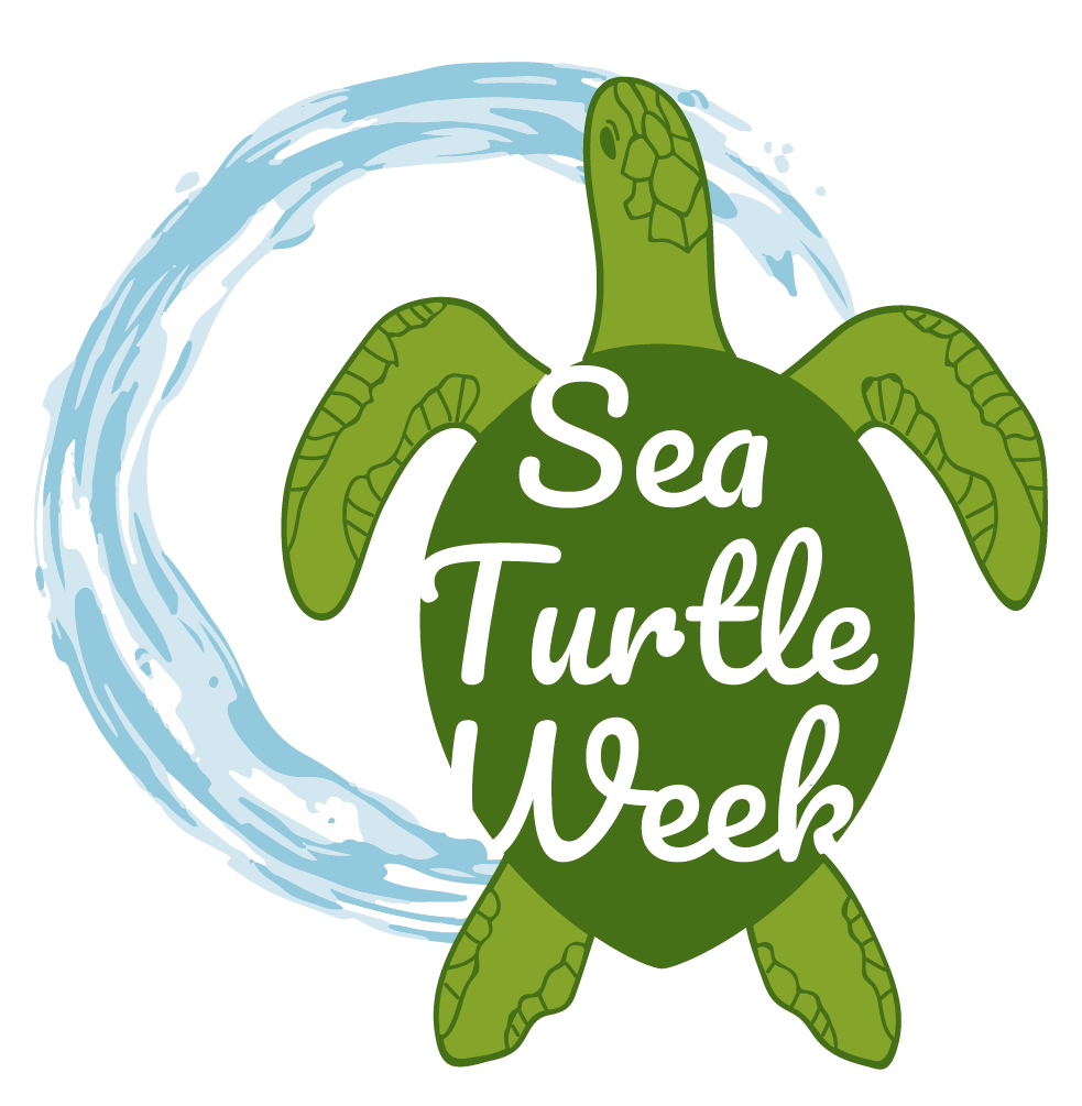 Conservation Success — SEE Turtles