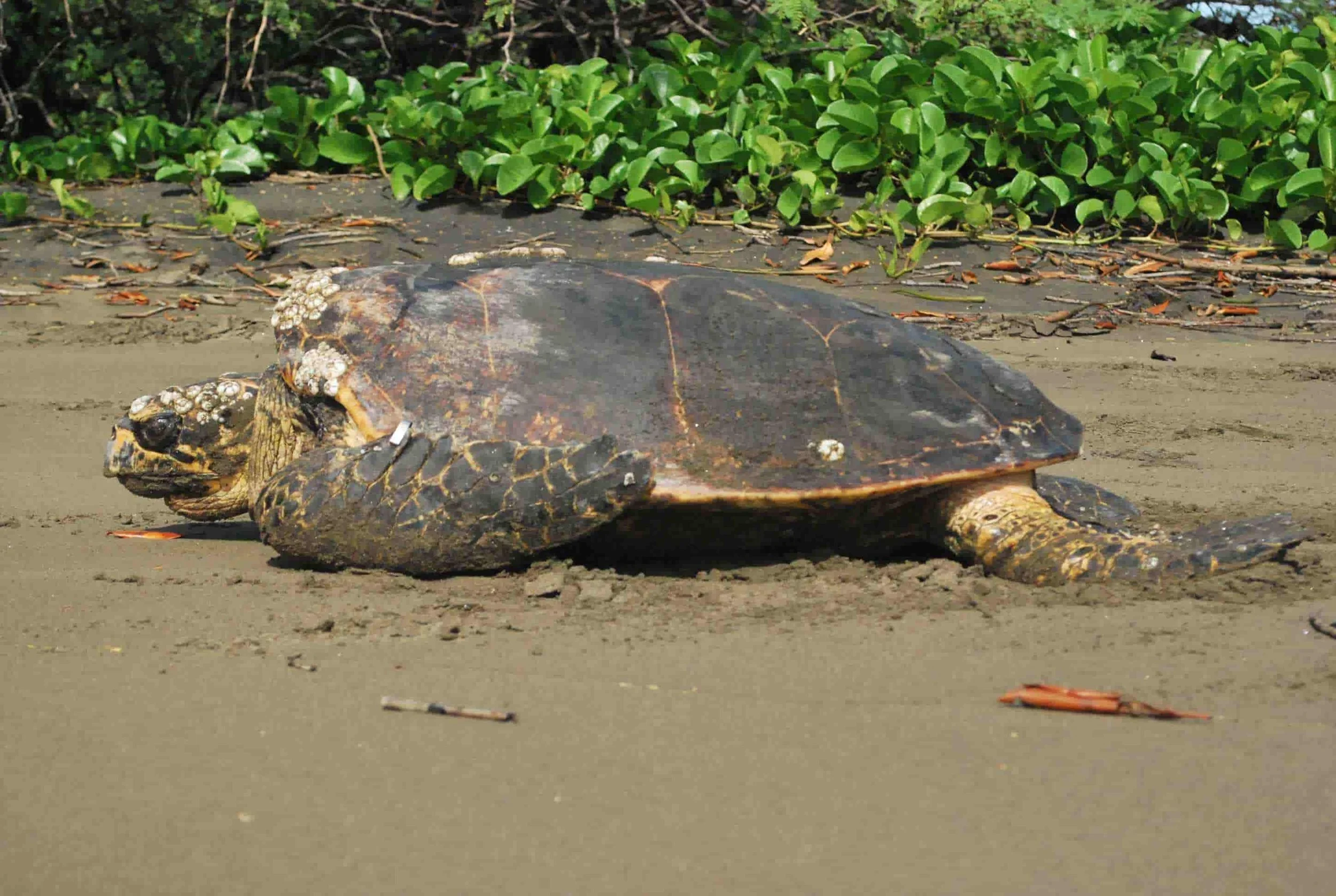 Green Sea Turtle Laying Eggs