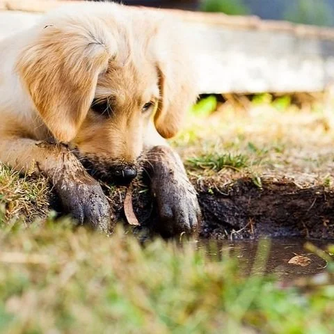 puppy-5413165__480.jpg