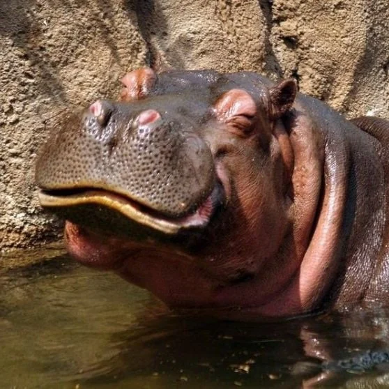 hippo.jpg