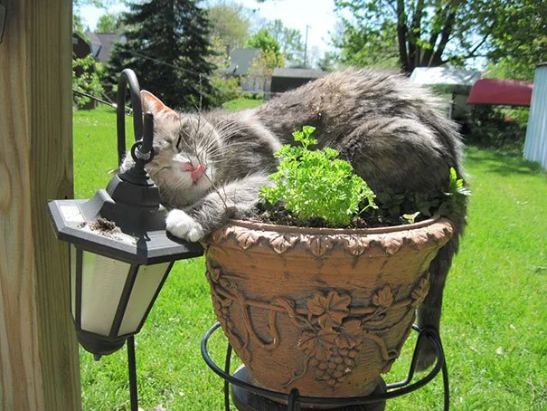 cat in pot.jpeg