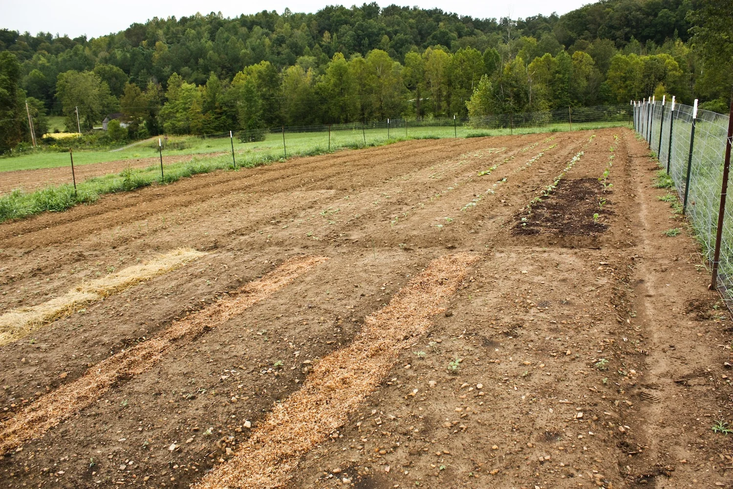 Breeding Nutrition Out of Plants