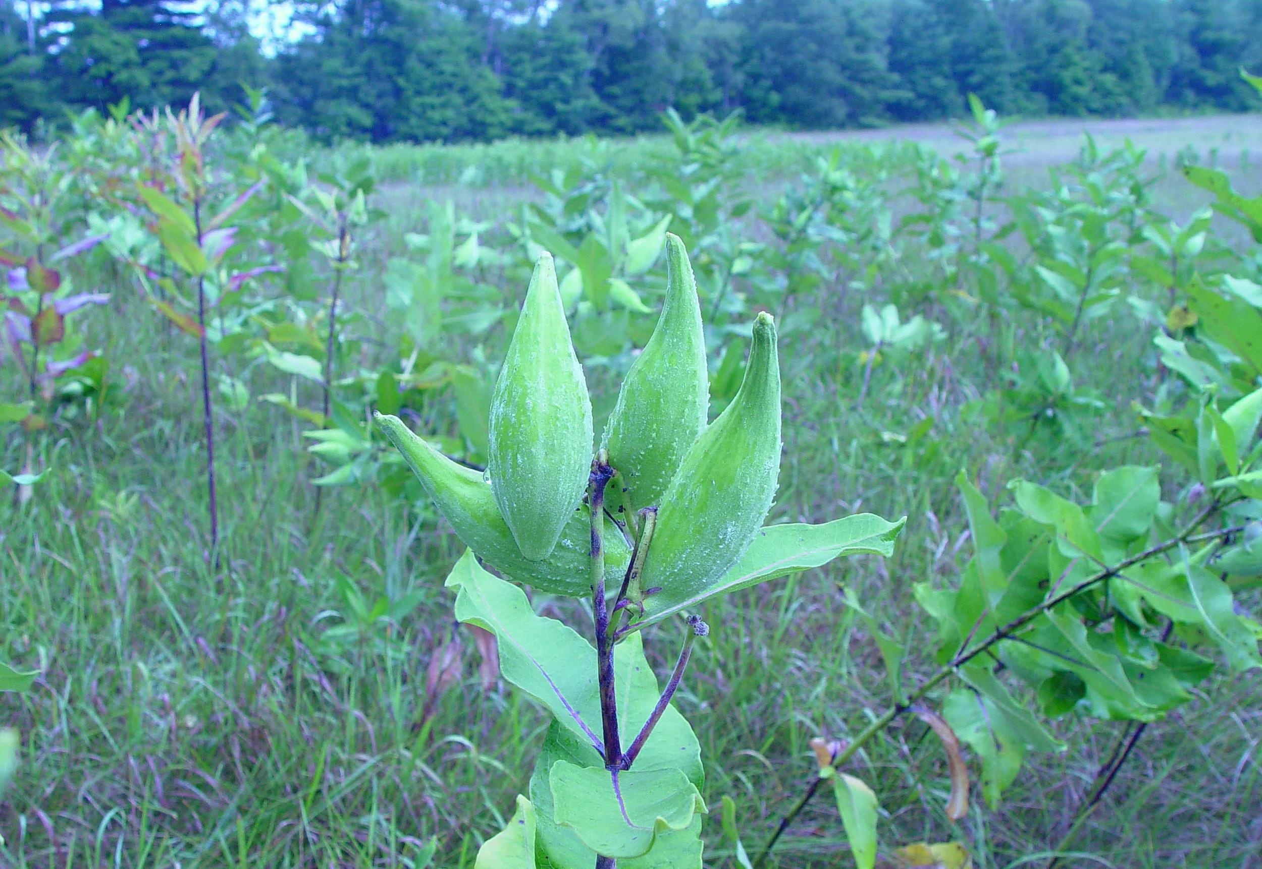 Have You Eaten the Feather-shoe?