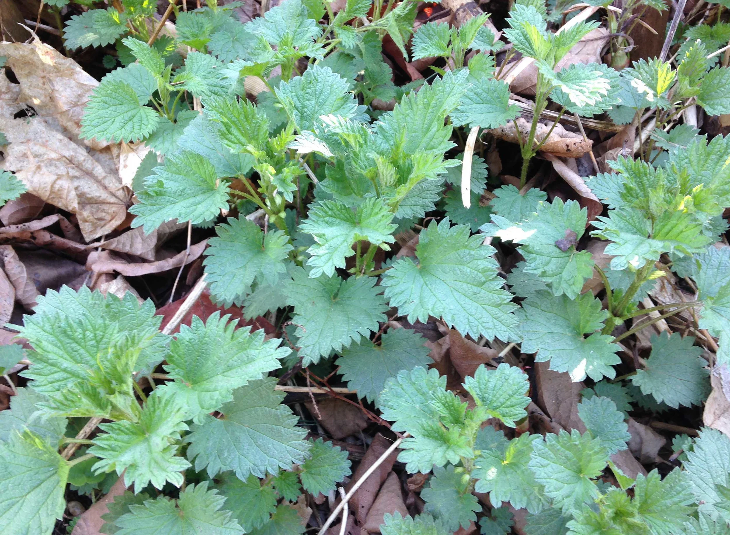 Foraging for Wild Plants