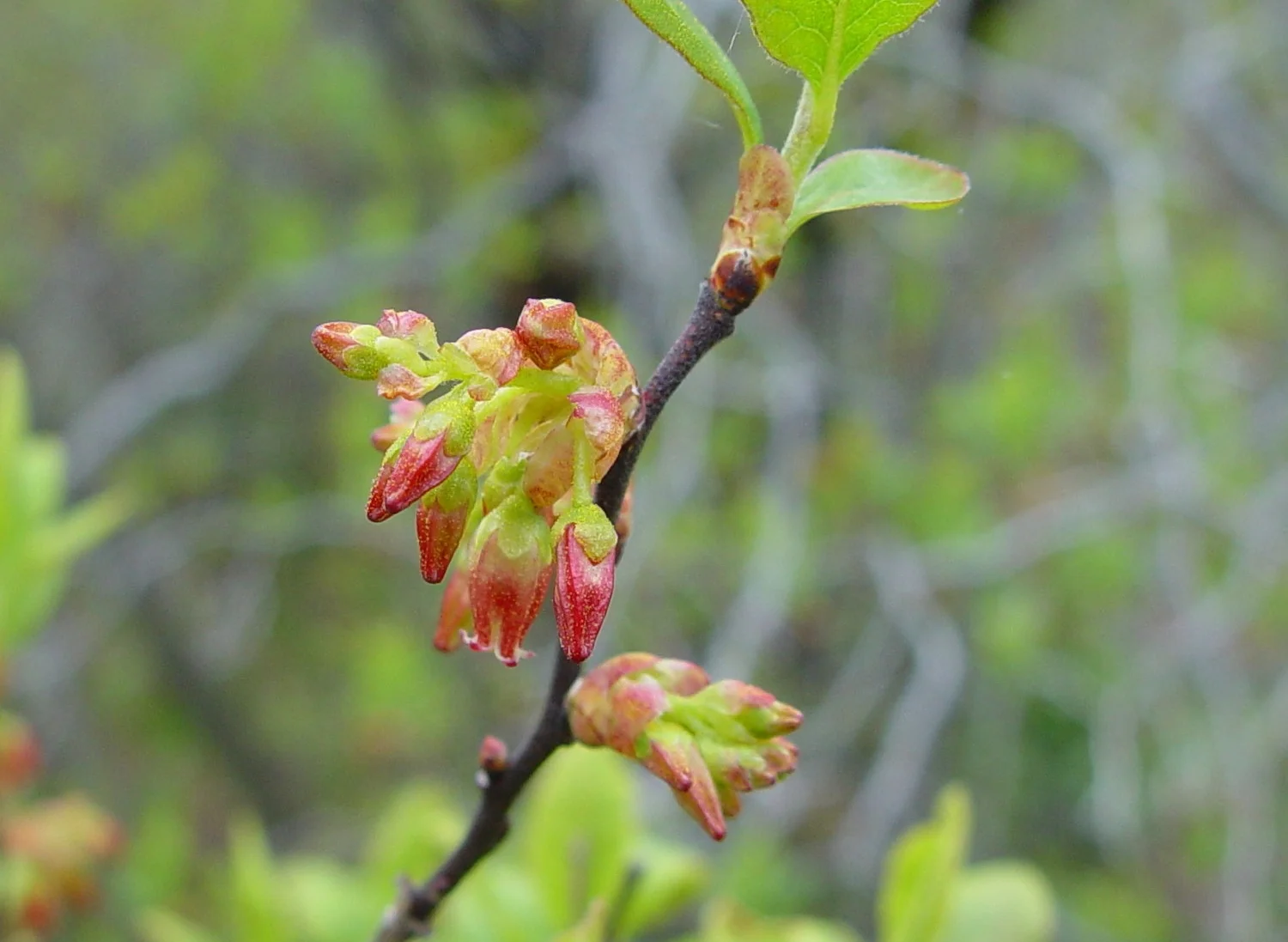 Native Plant Life of Lake Sunapee