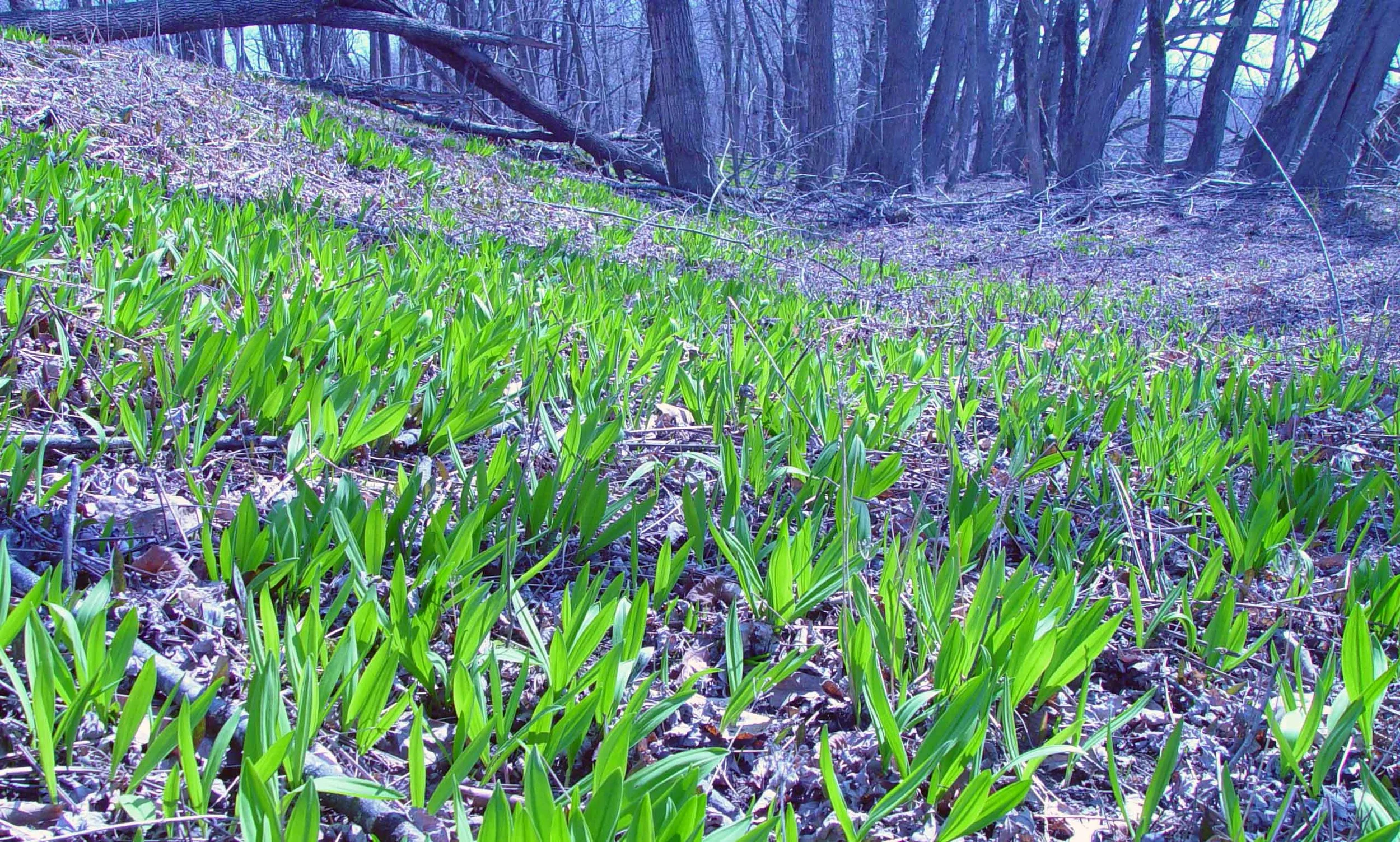Edible Plant Identification and Use