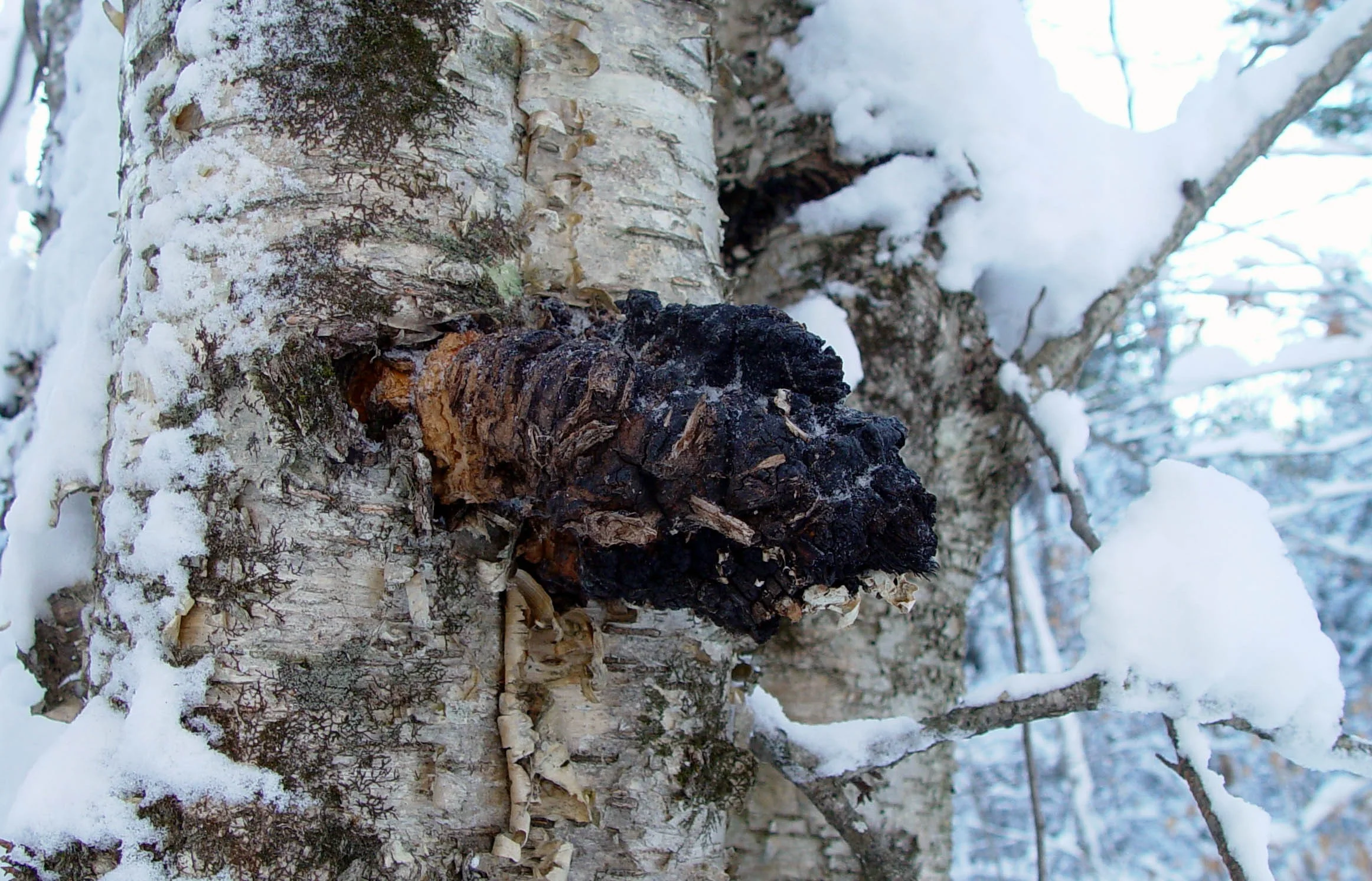 chaga.jpg