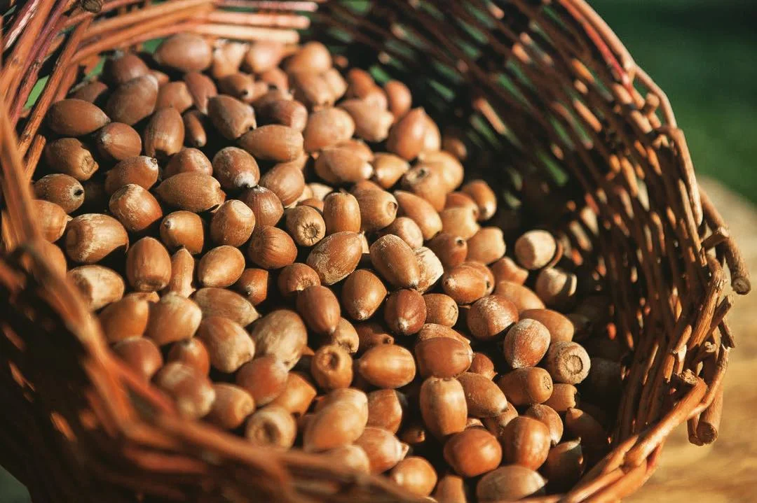 Wild Food Thanksgiving