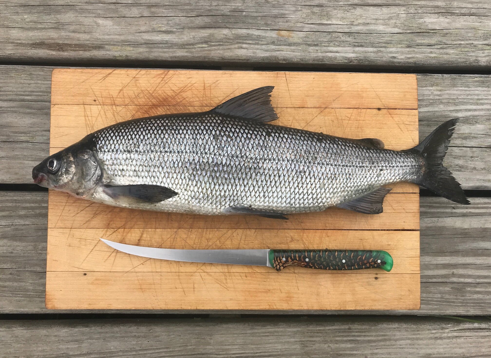 lake whitefish filet knife.jpg