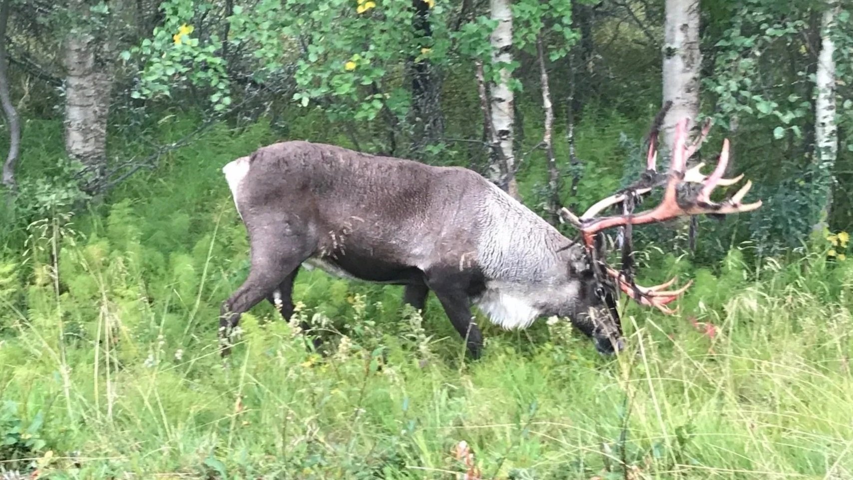 Net Fish and Chill - Northern Sweden