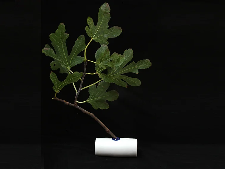 vase#7 -PLANTS-LR.jpg