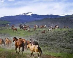 owner-camp-colorado.jpg
