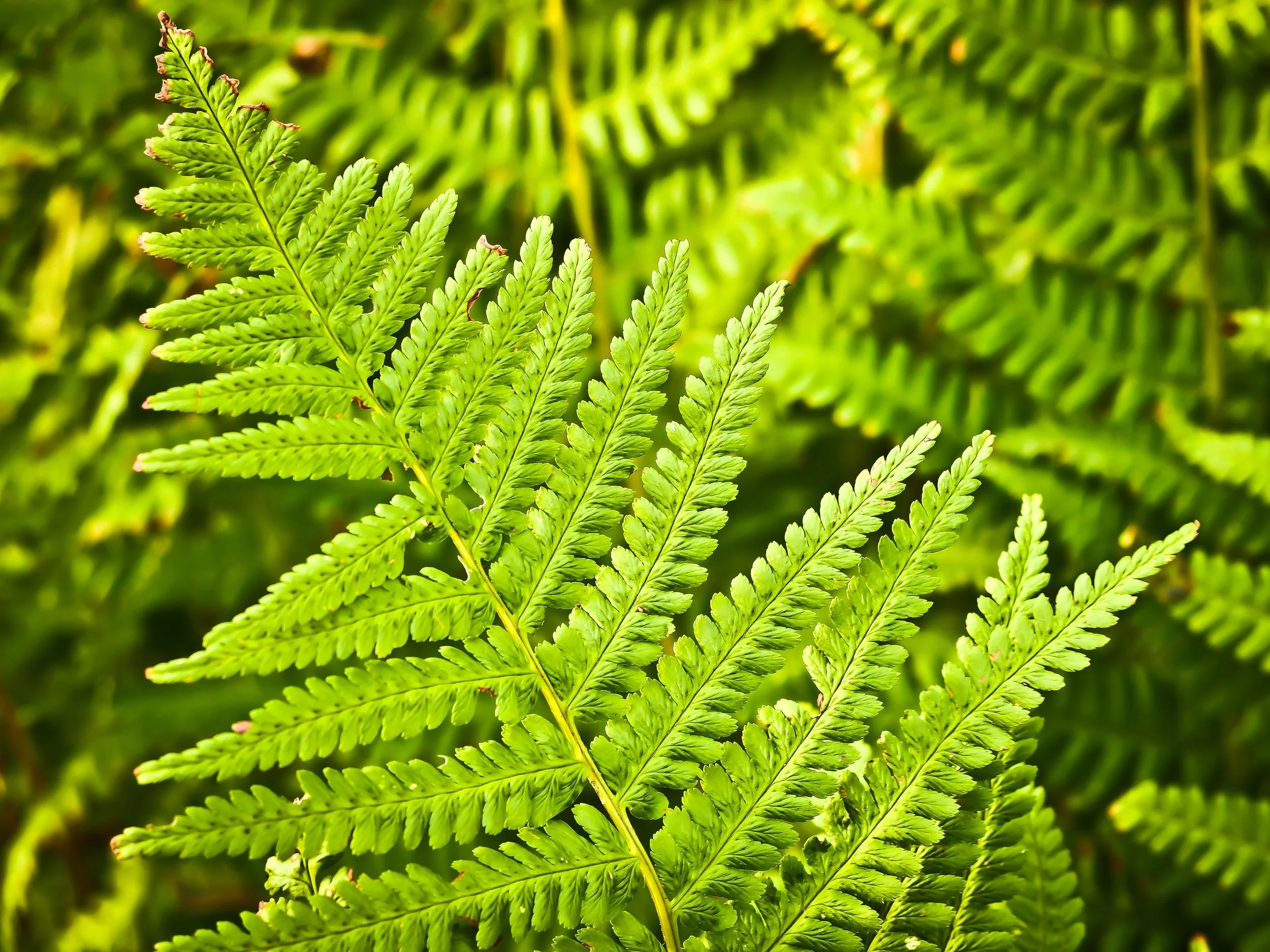 botany-ecosystem-flora-33328.jpg