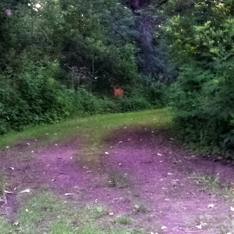 This doe would only pose at a distance. :)