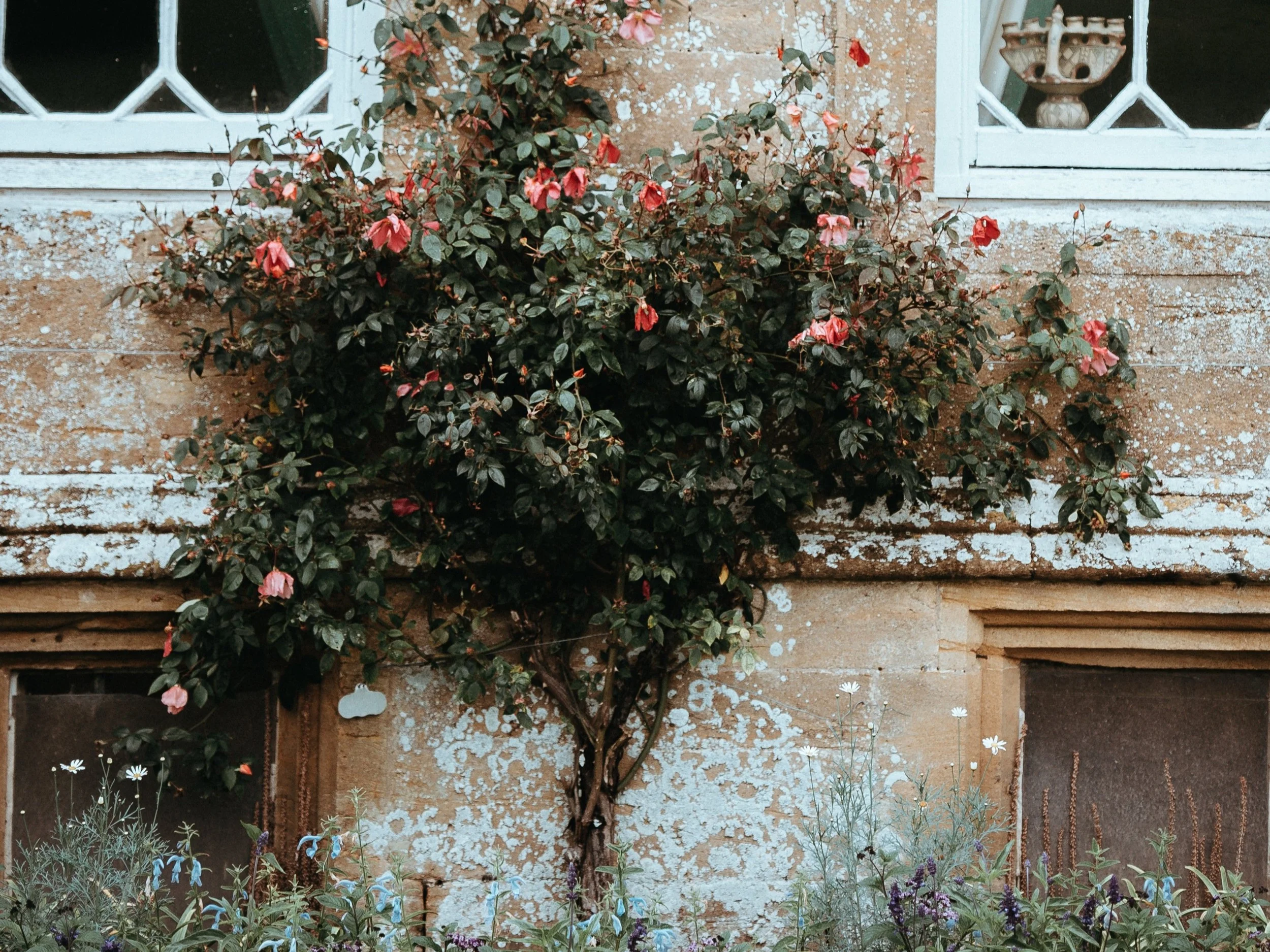 A tall, pink rose tree in bloom climbs the wall of a tan-colored house spackled in white. Various grasses and some purple flowers grow around the base. Photo by Annie Spratt on Unsplash .