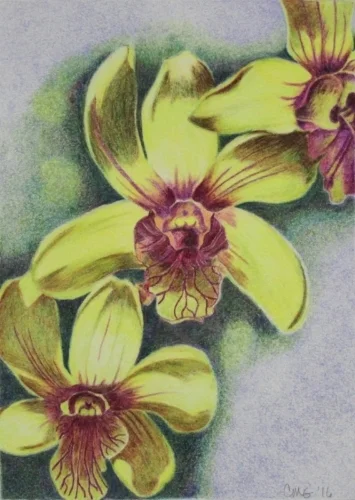 Afternoon Orchids