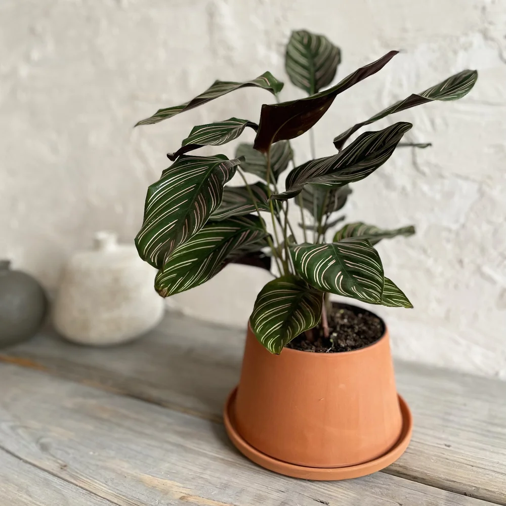 lady palm indoor plant Lady Palm