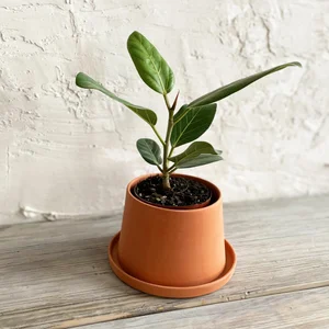 Tapered Planter: Medium  MICHIKO SHIMADA