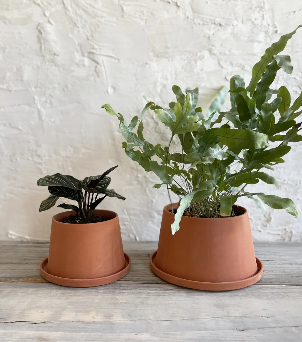 plant hanging Jade Pothos in Hanging Basket