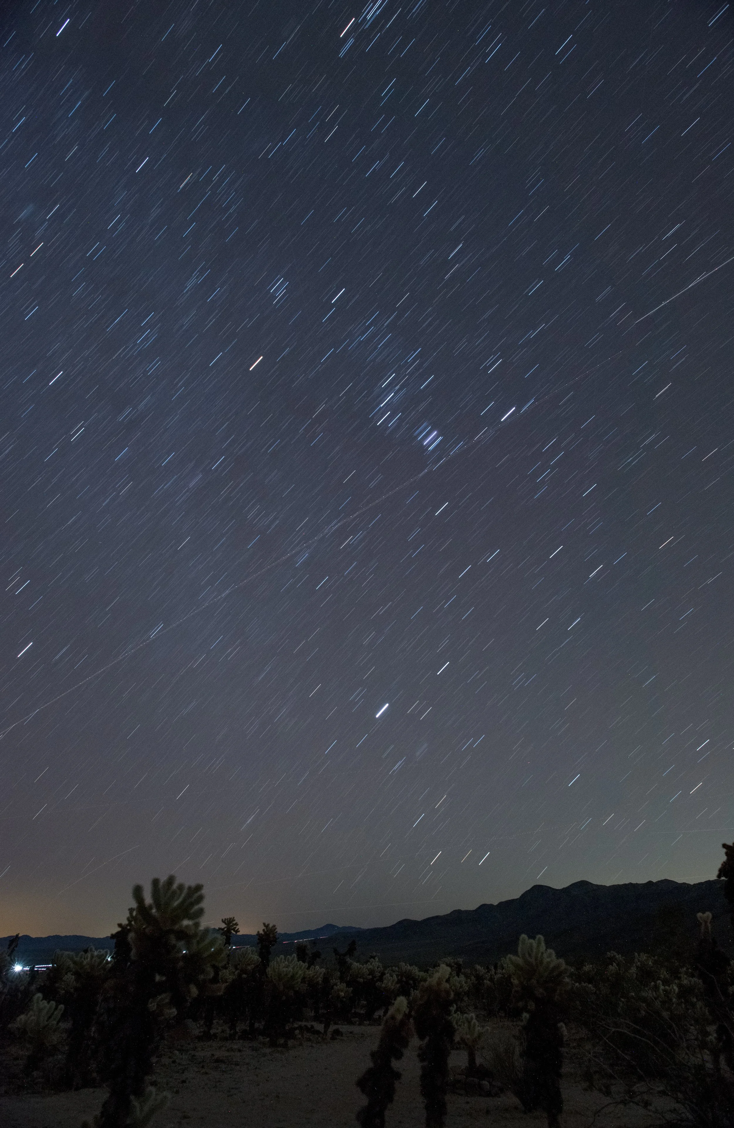 Cholla Cactus Garden Star Trails.JPG