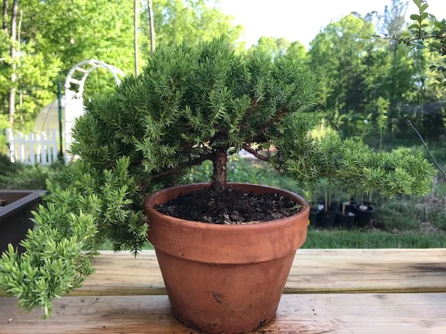 NC Japan Center Bonsai Workshop