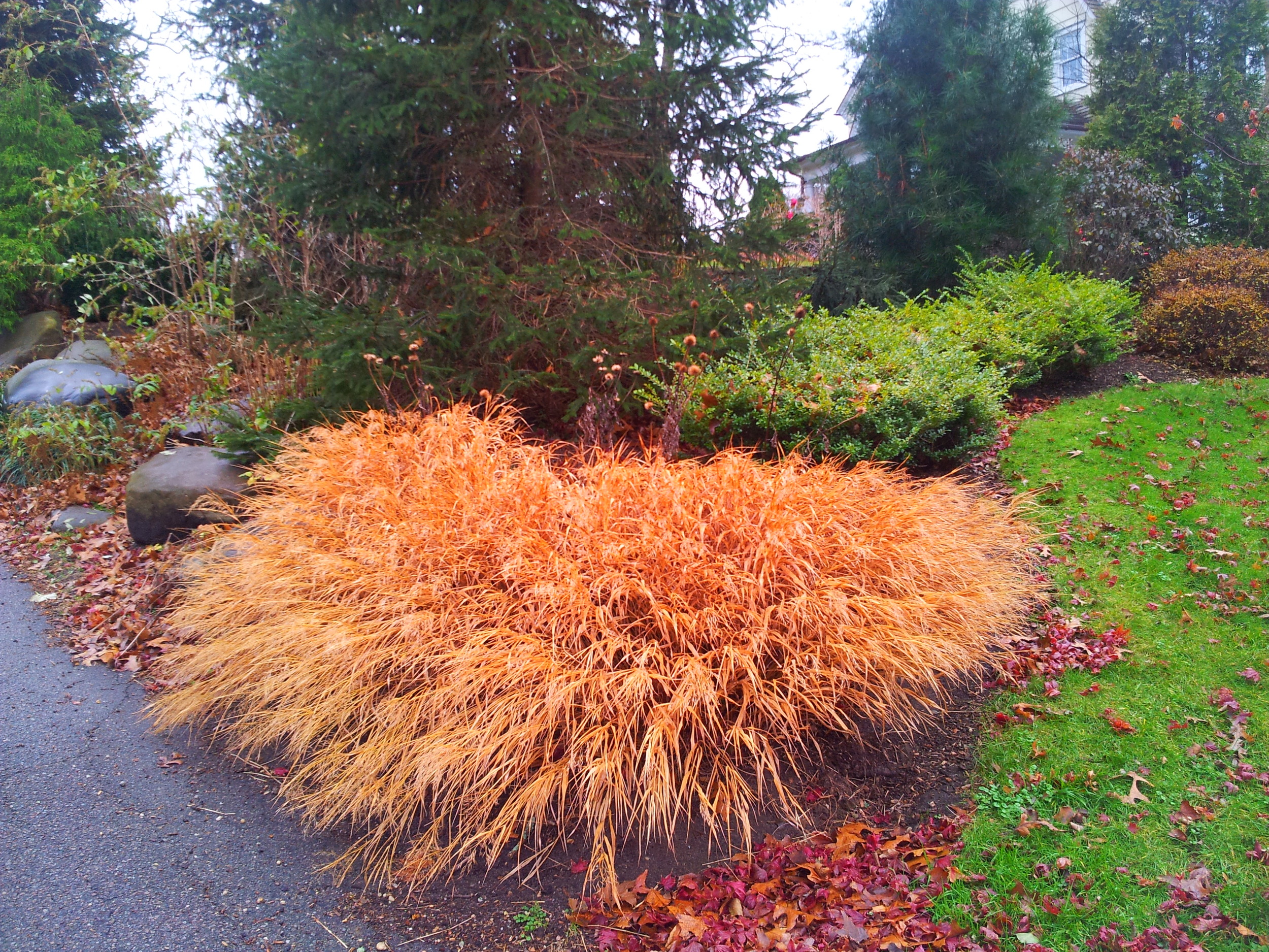 Hakonecloa Japanese forest grass 