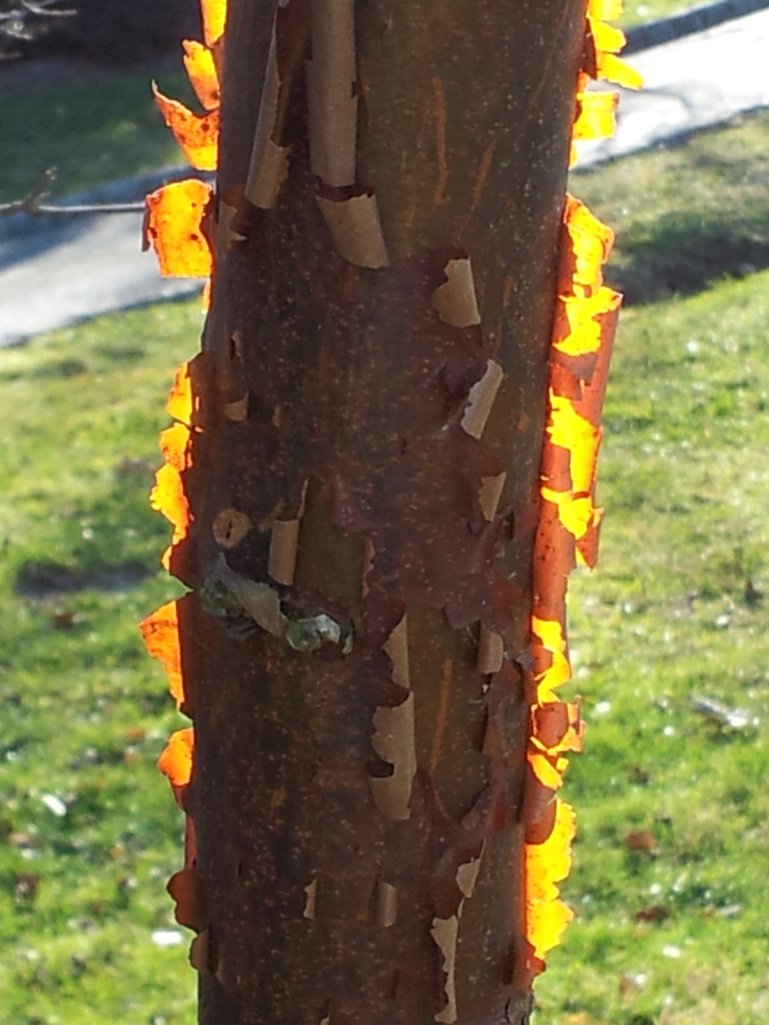  Paperbark Maple