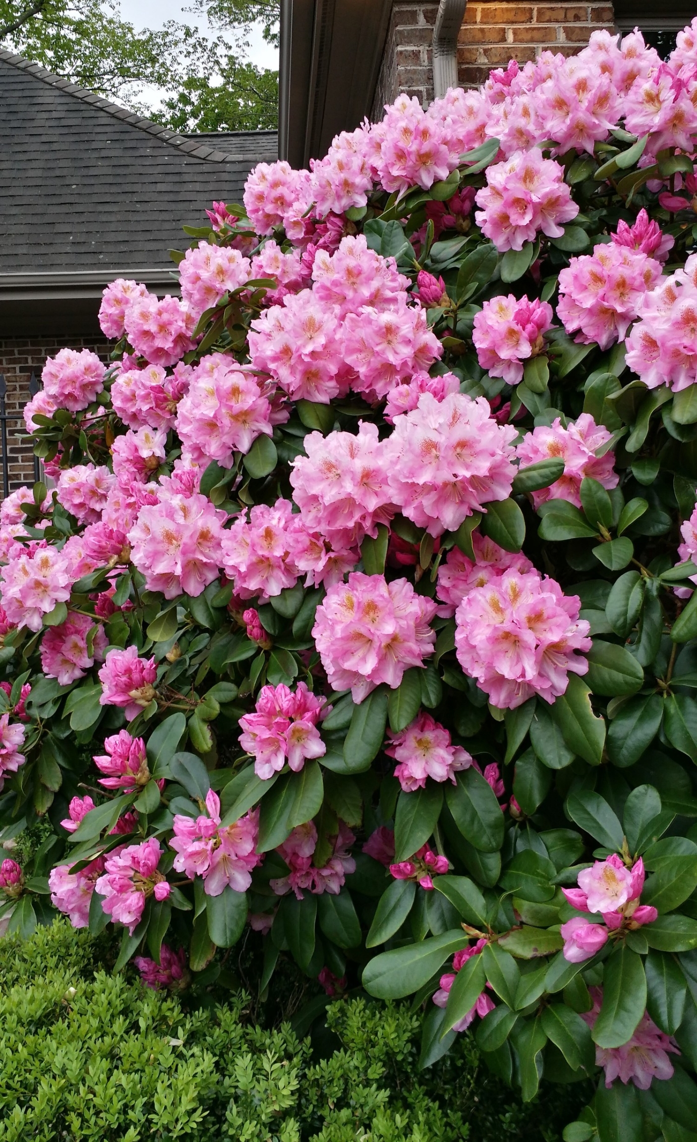 Rhododendron 'Scintilation'