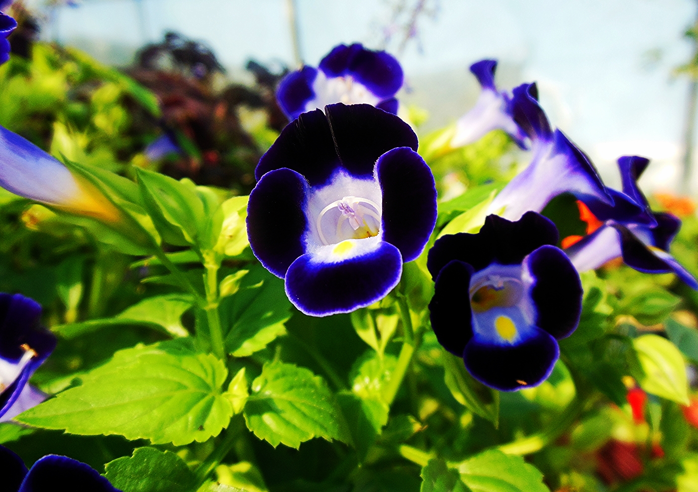 Torenia