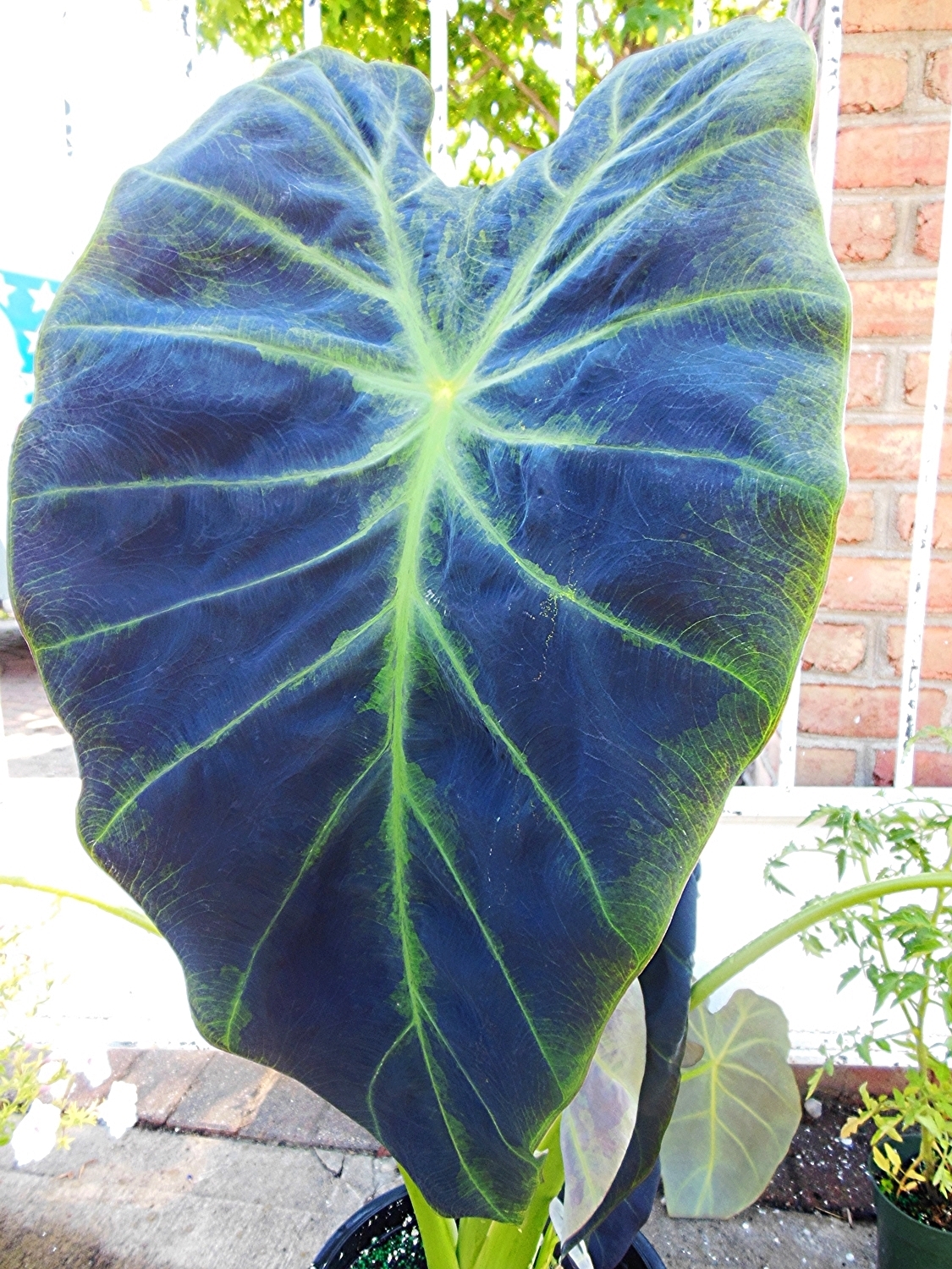 colocasia