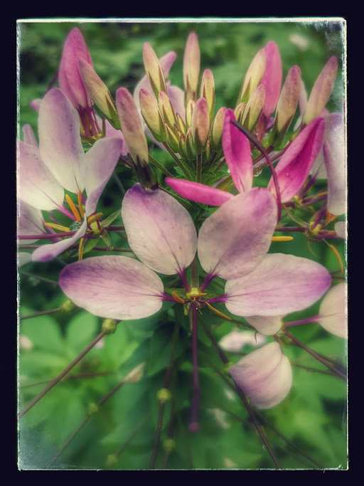 Cleome or Spider Flower 