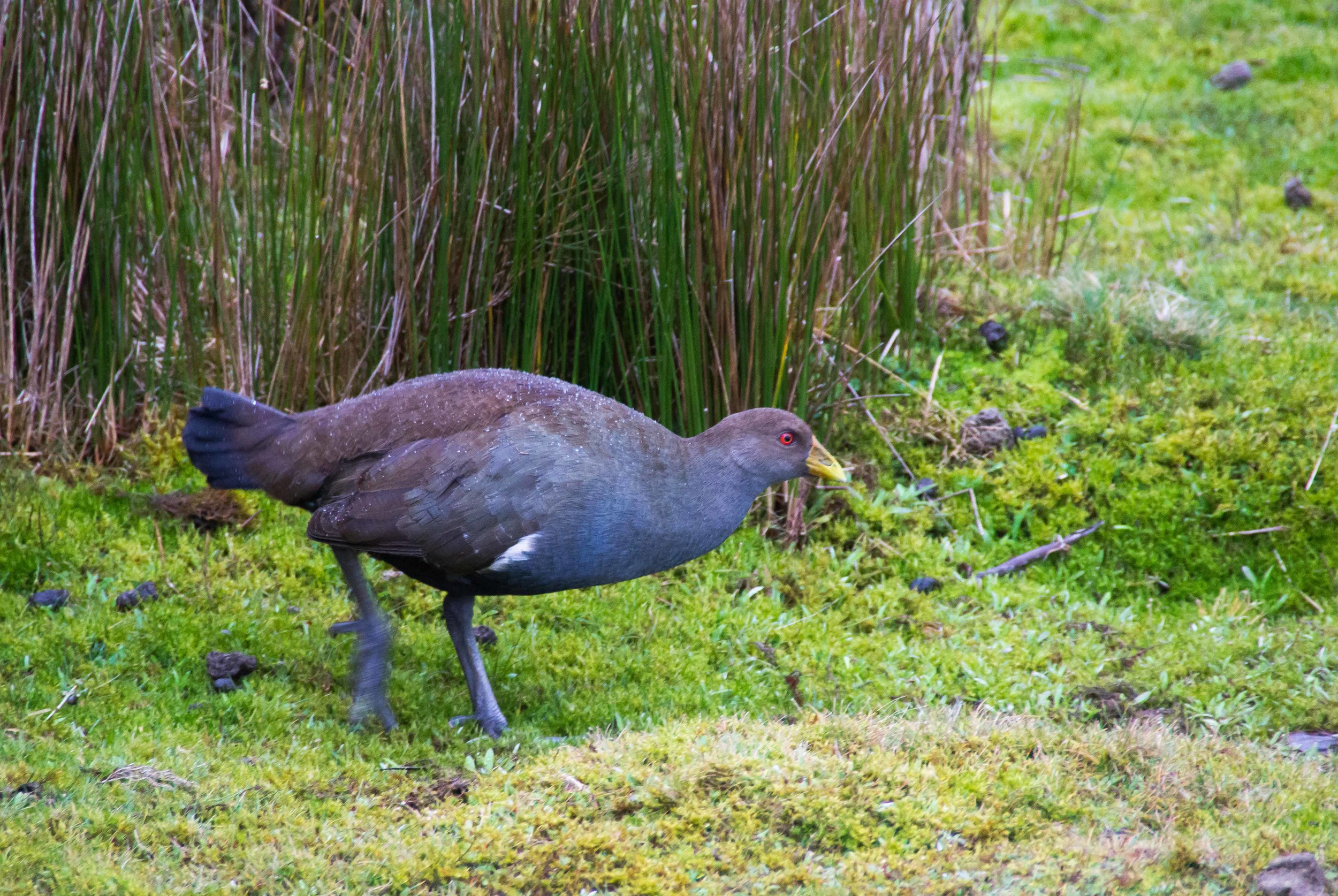 Tasmania2012-13.jpg