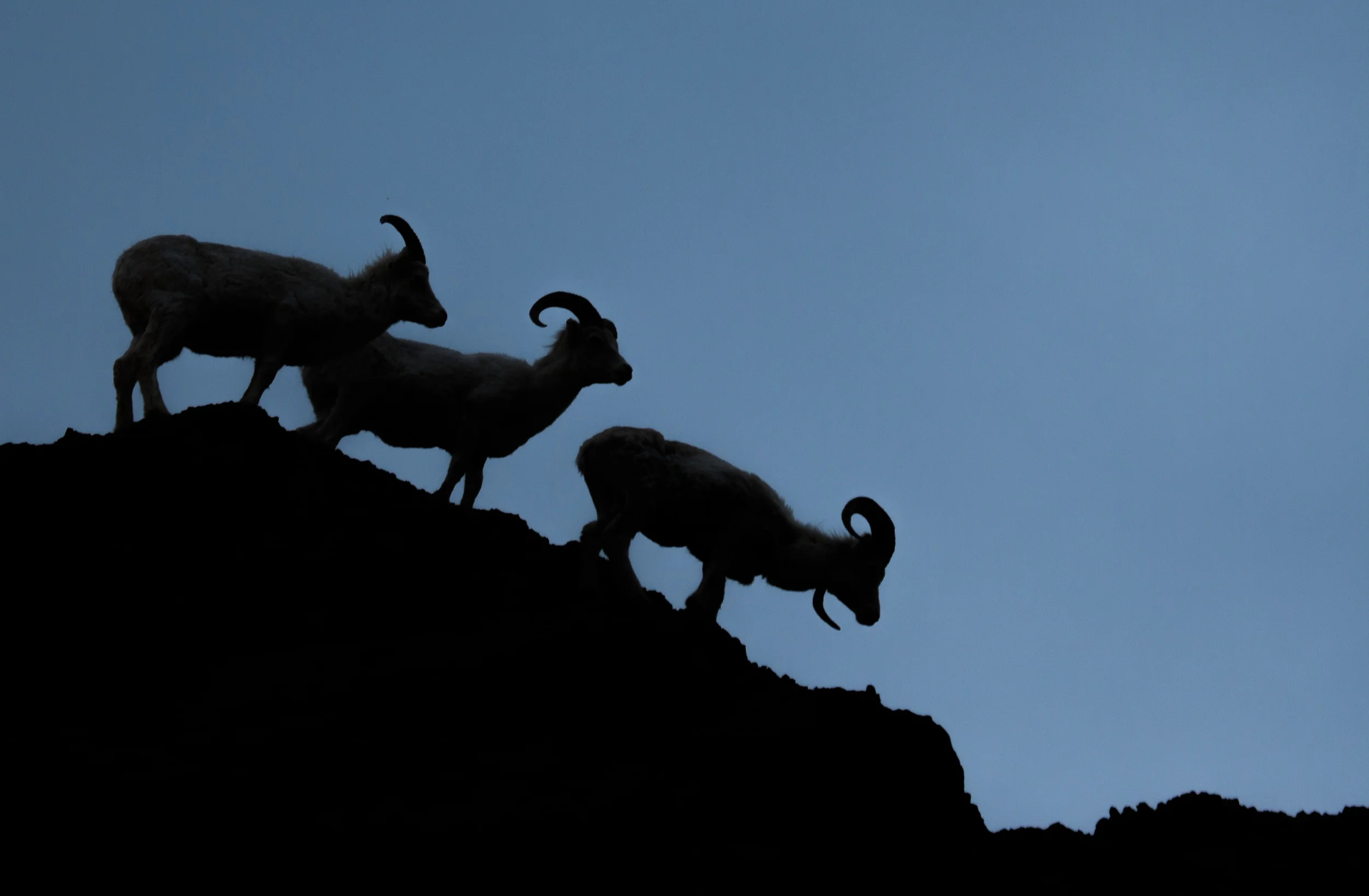Artist-in-Residence, Denali National Park