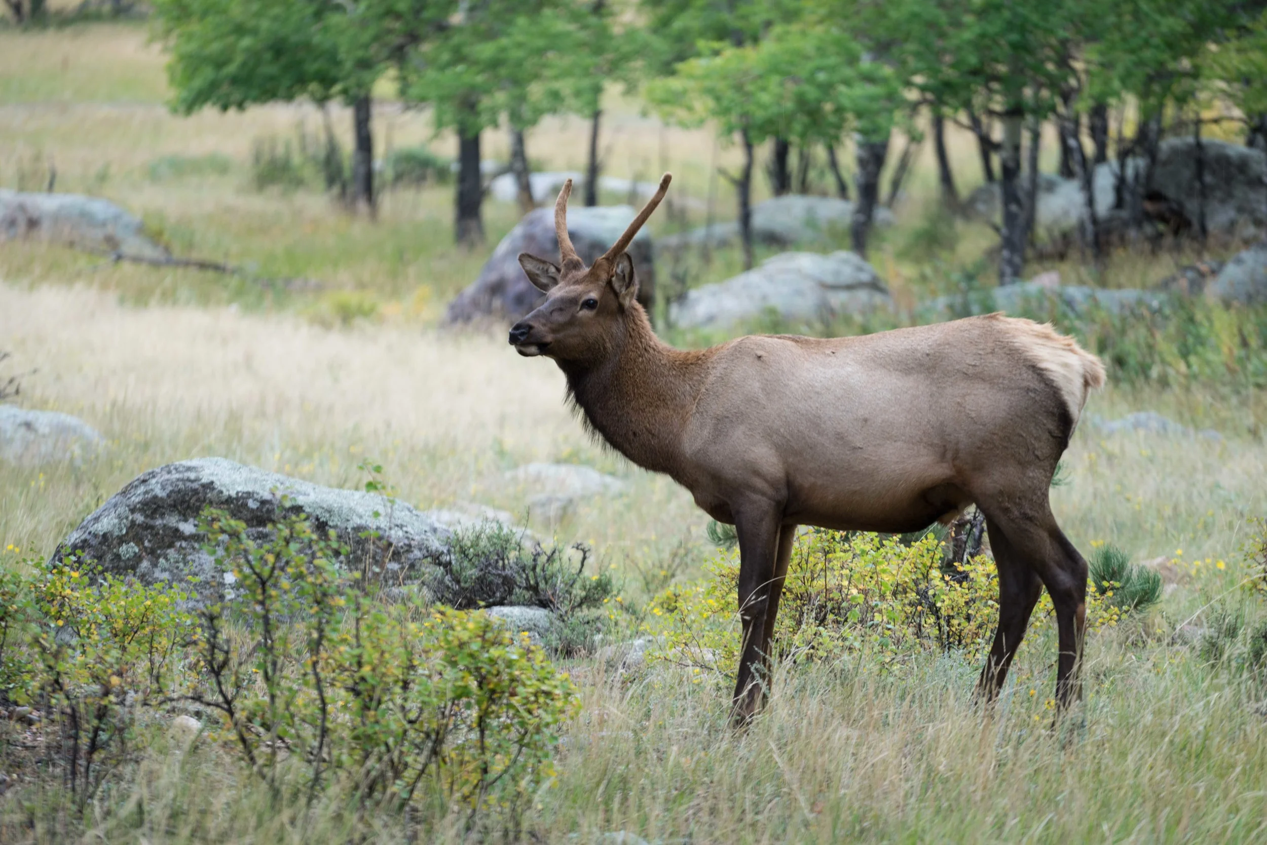 Residency at Rocky Mountain National Park